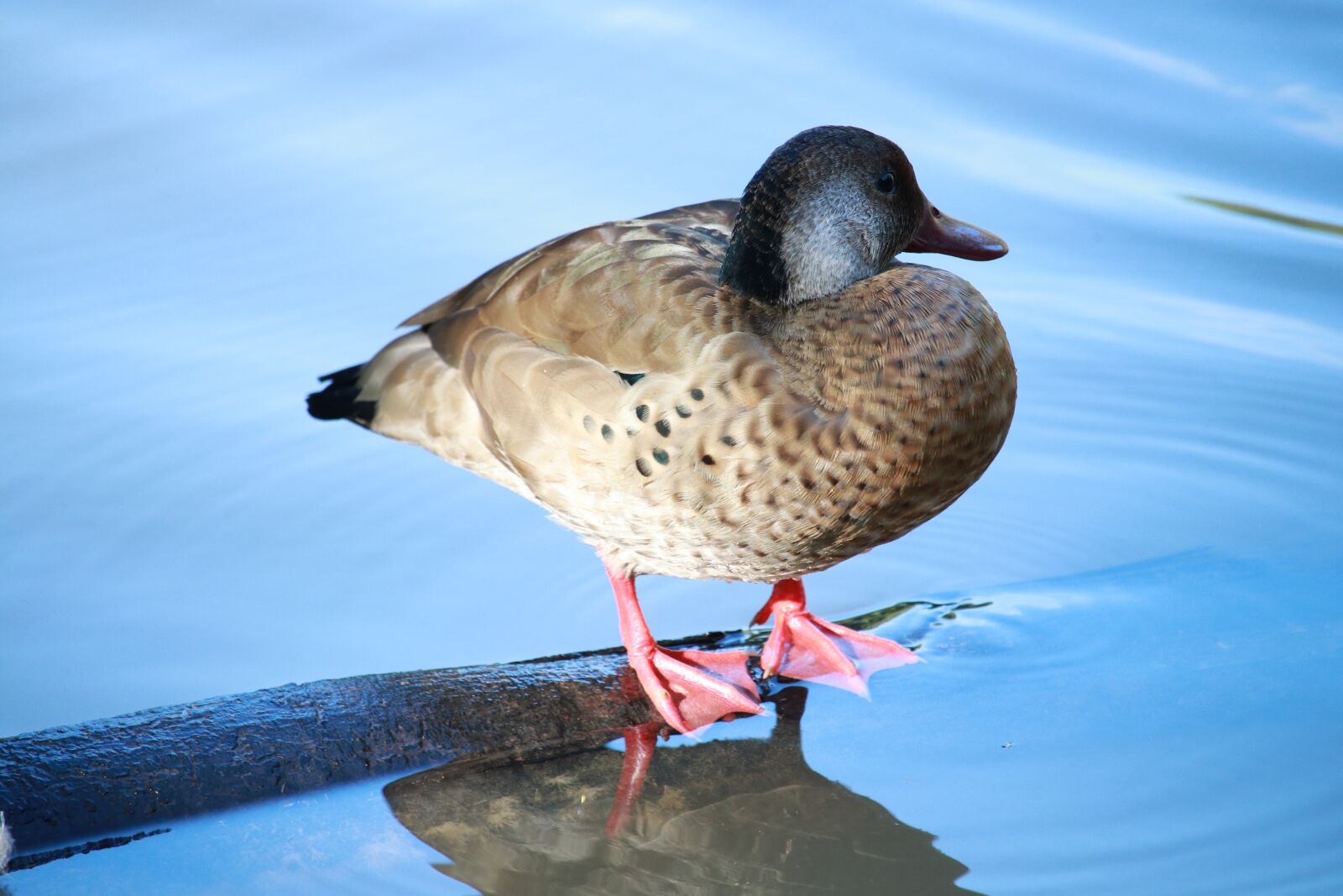 Canon EF-S 55-250mm F4-5.6 IS STM sample photo. Birds, wildlife, nature photography