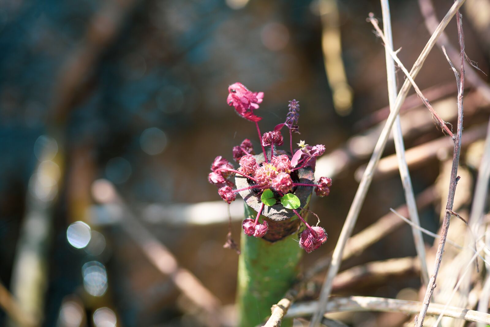 Canon EOS 5D Mark II sample photo. Plant, five-leaved akebia, wild photography