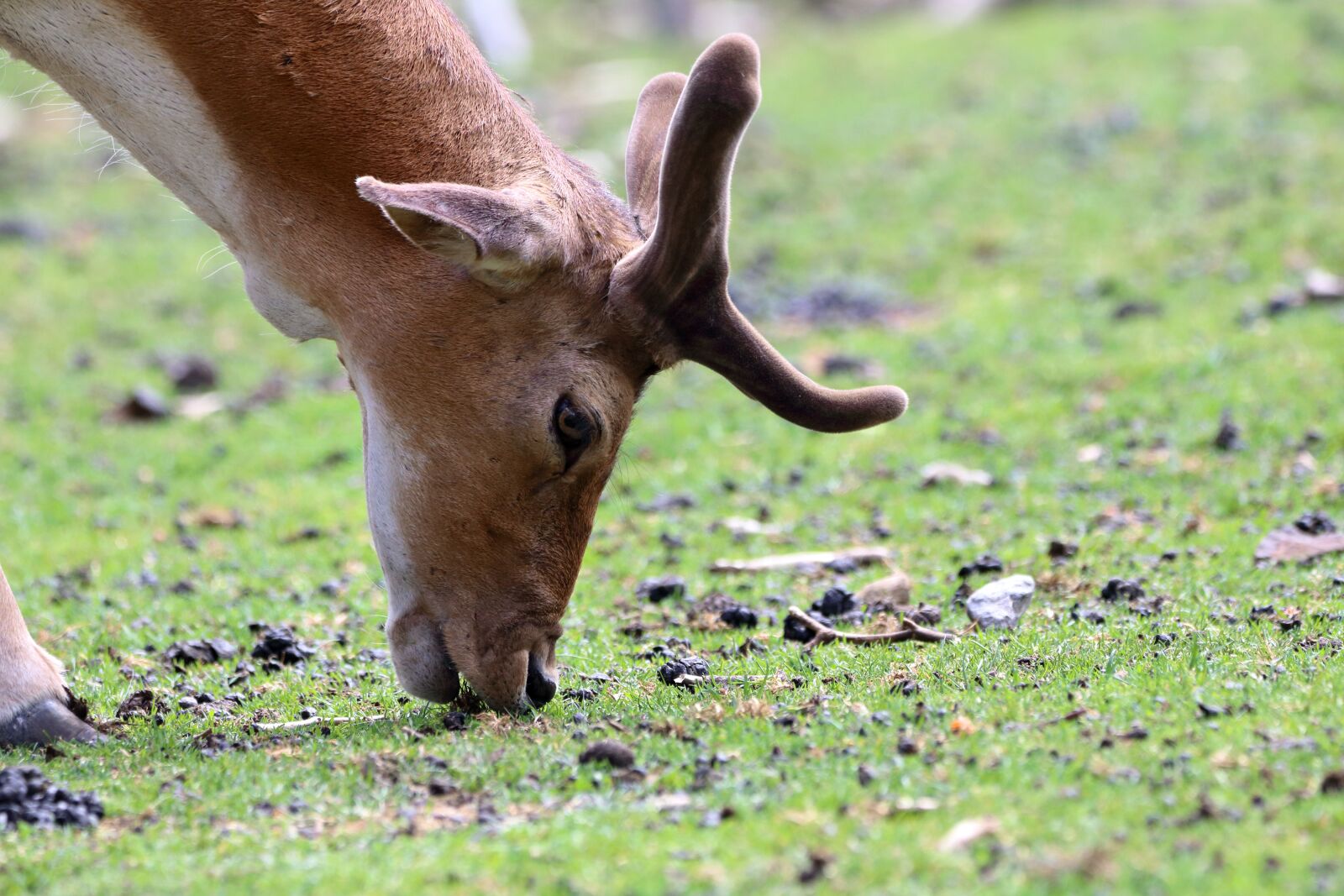 150-600mm F5-6.3 DG OS HSM | Contemporary 015 sample photo. Damm wild, mammal, wild photography