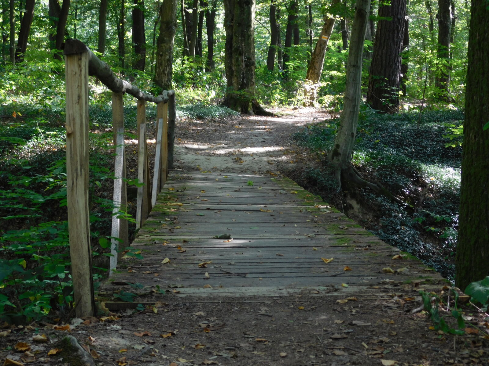 Nikon Coolpix L840 sample photo. Abandoned, adventure, bridge, green photography
