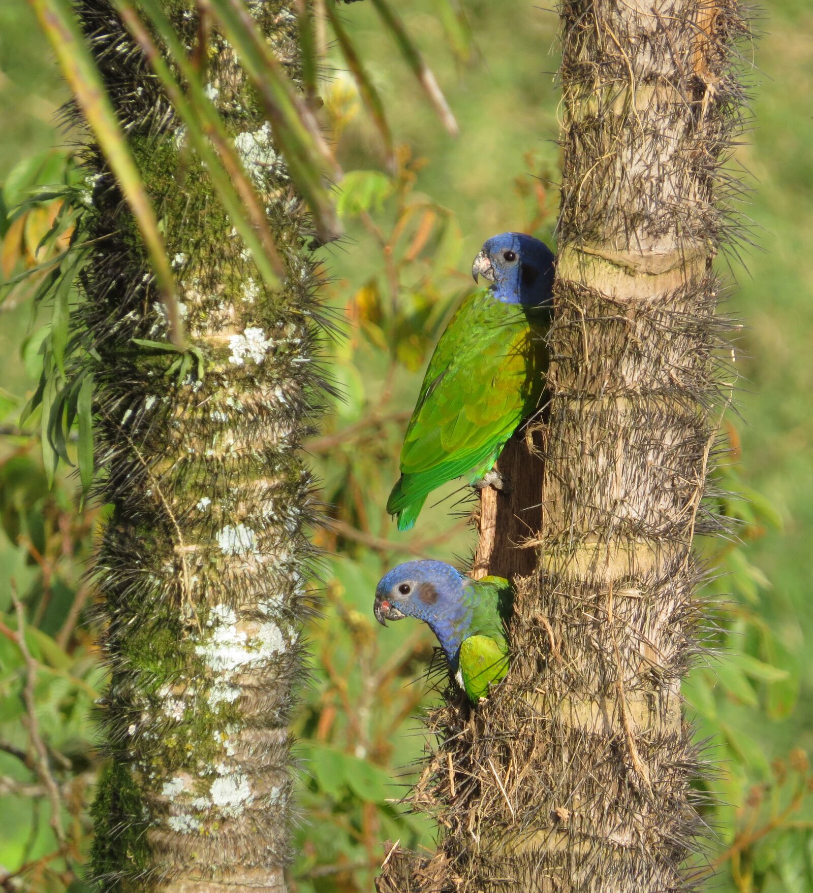 Canon PowerShot SX50 HS sample photo. Birds, nature, animalia photography