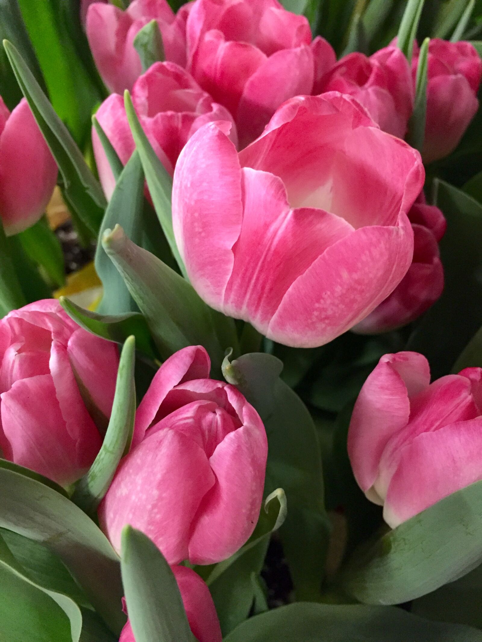 iPhone 6 Plus back camera 4.15mm f/2.2 sample photo. Floral, flowers, fresh, nature photography