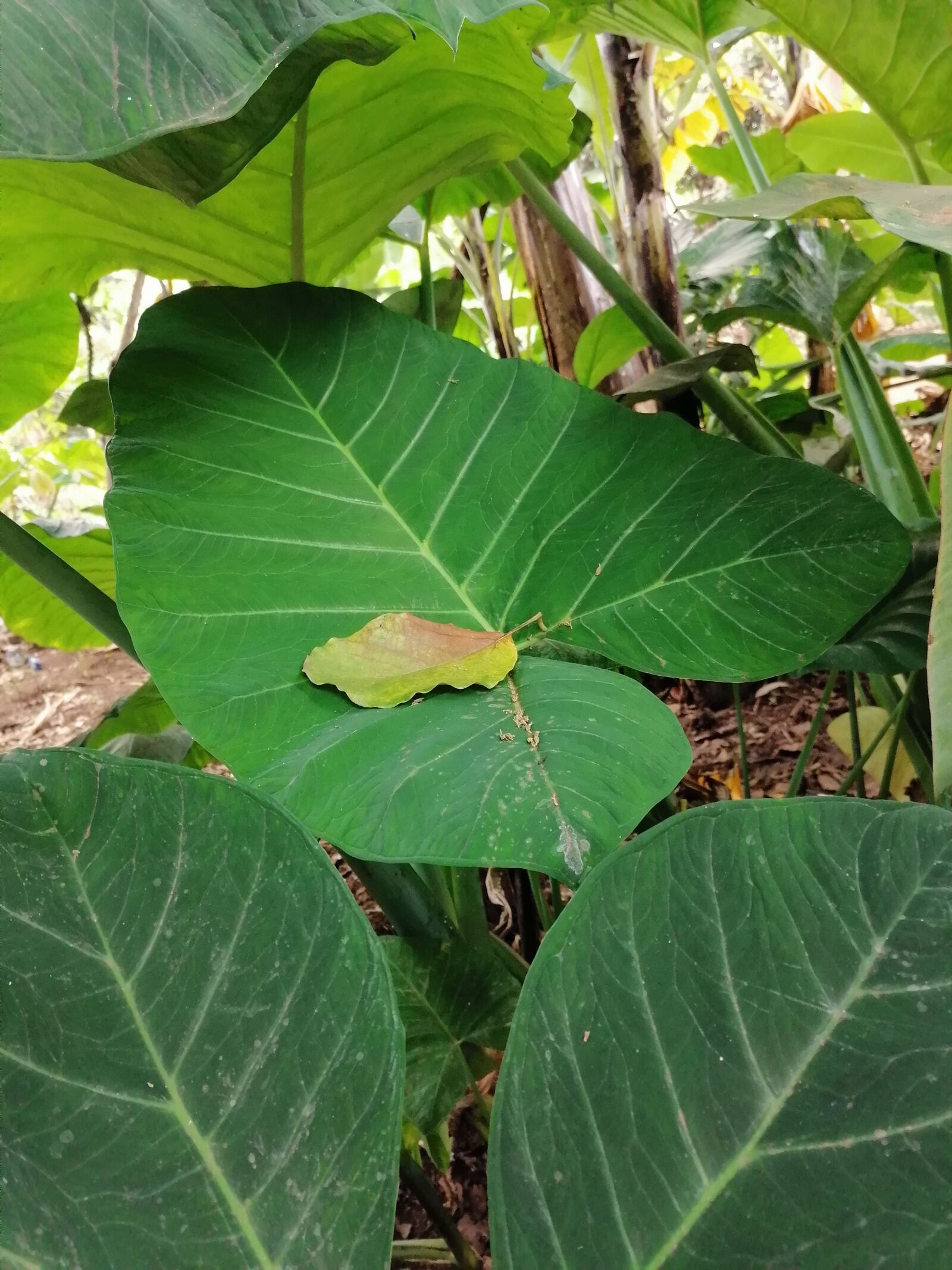 HUAWEI STK-L21 sample photo. Natural, leave, green photography