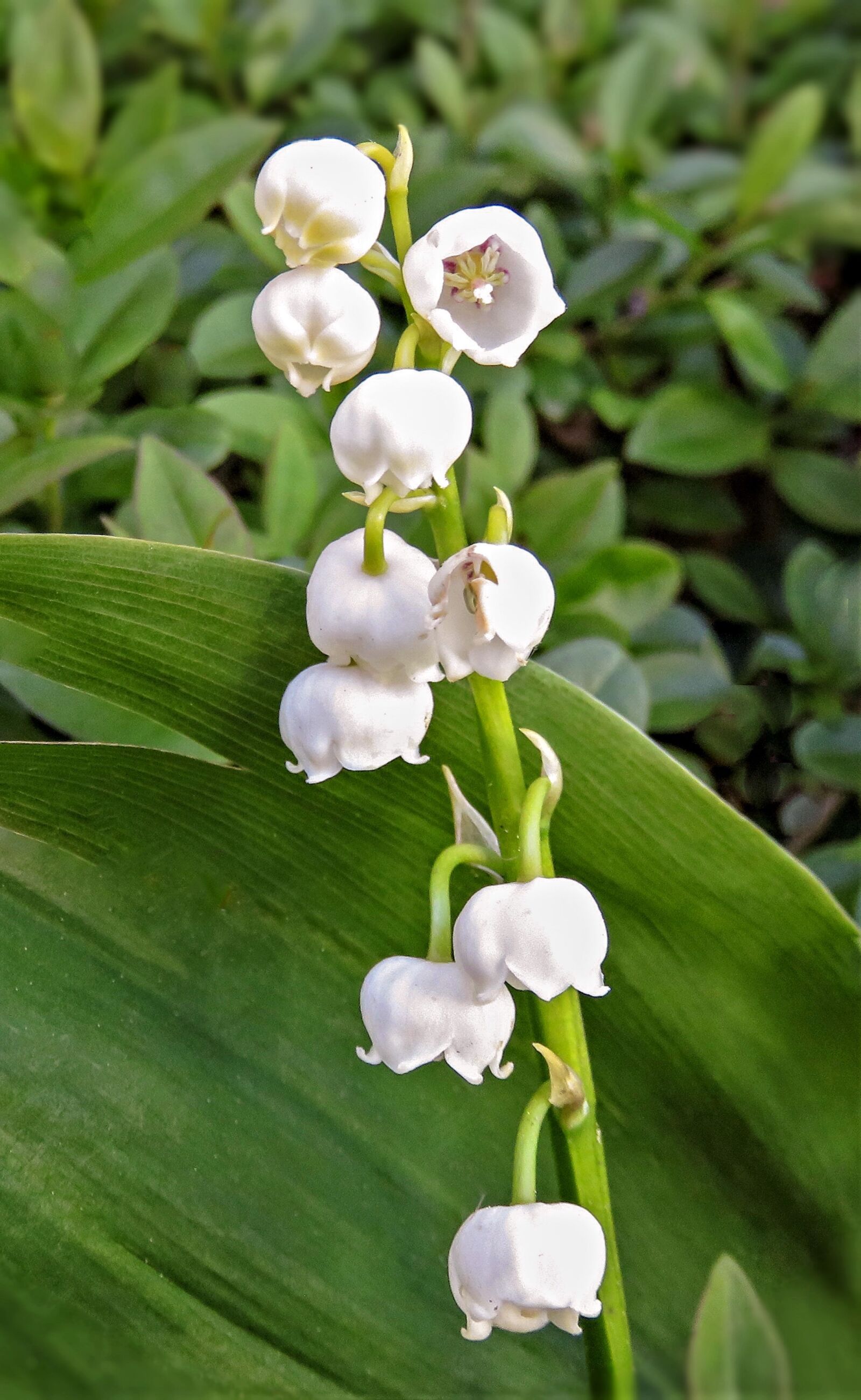 Canon PowerShot SX710 HS sample photo. Lily of the valley photography