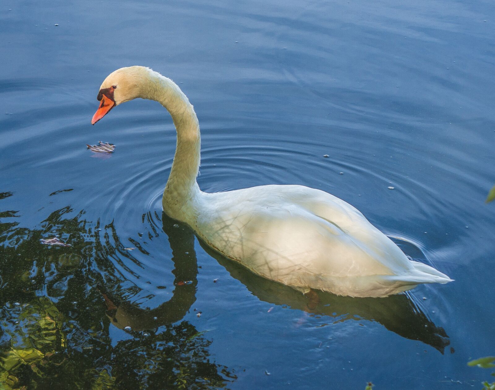 Sony a6000 sample photo. Swan, ave, white photography