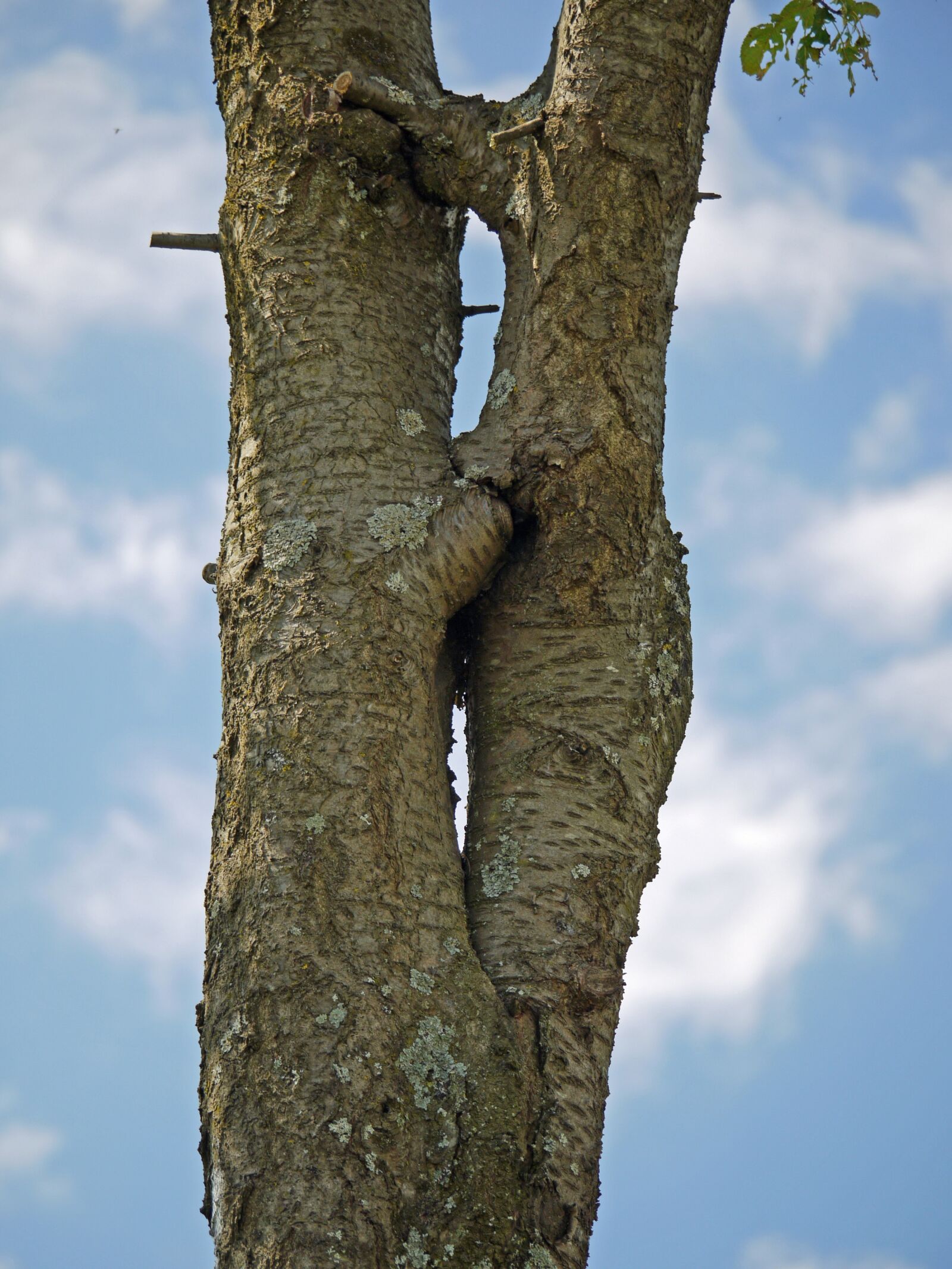 Panasonic Lumix DMC-G1 sample photo. Tree, separation, forgive photography