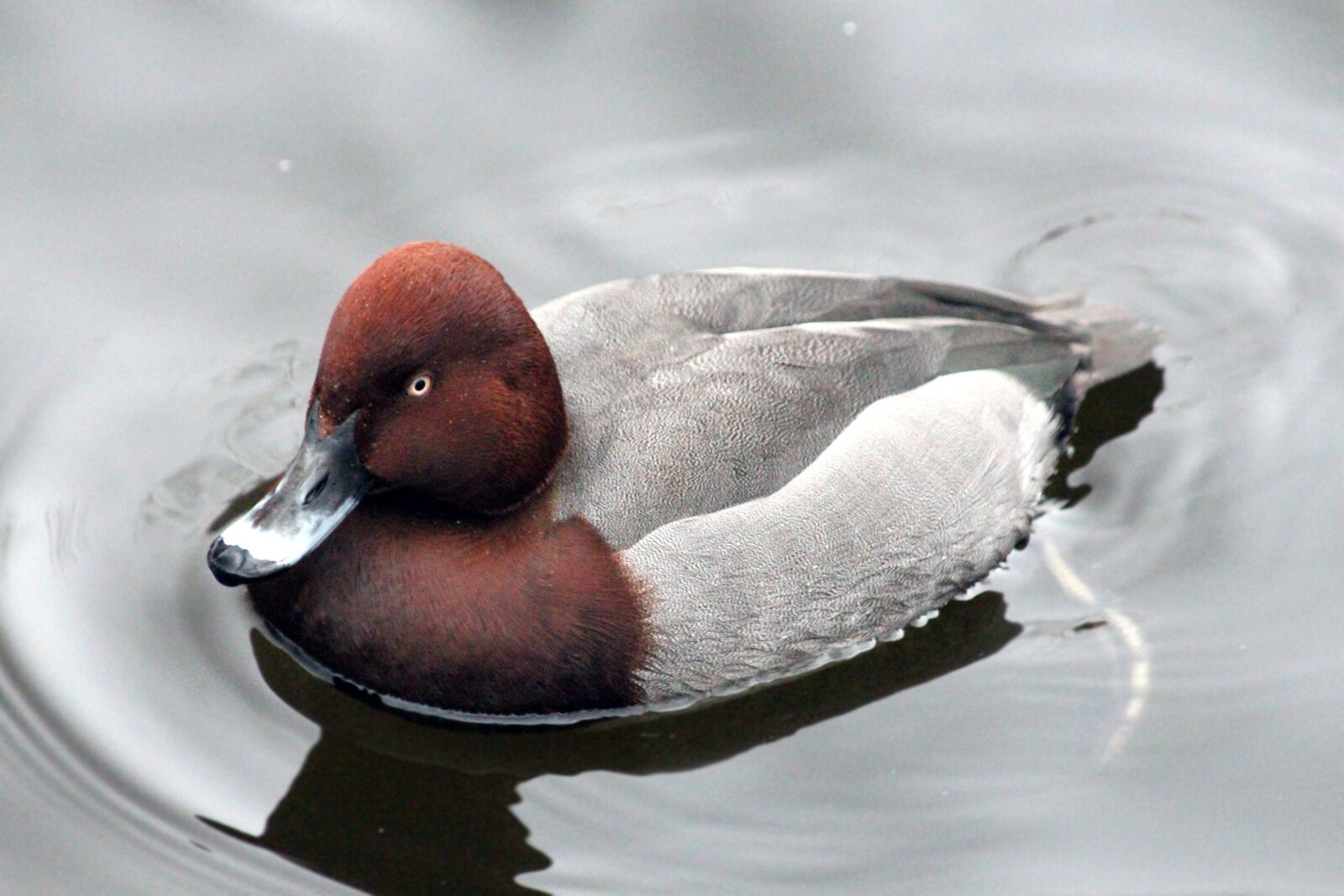 Canon EOS 650D (EOS Rebel T4i / EOS Kiss X6i) + Canon EF 70-300mm F4-5.6 IS USM sample photo. Pochard, duck, dive photography