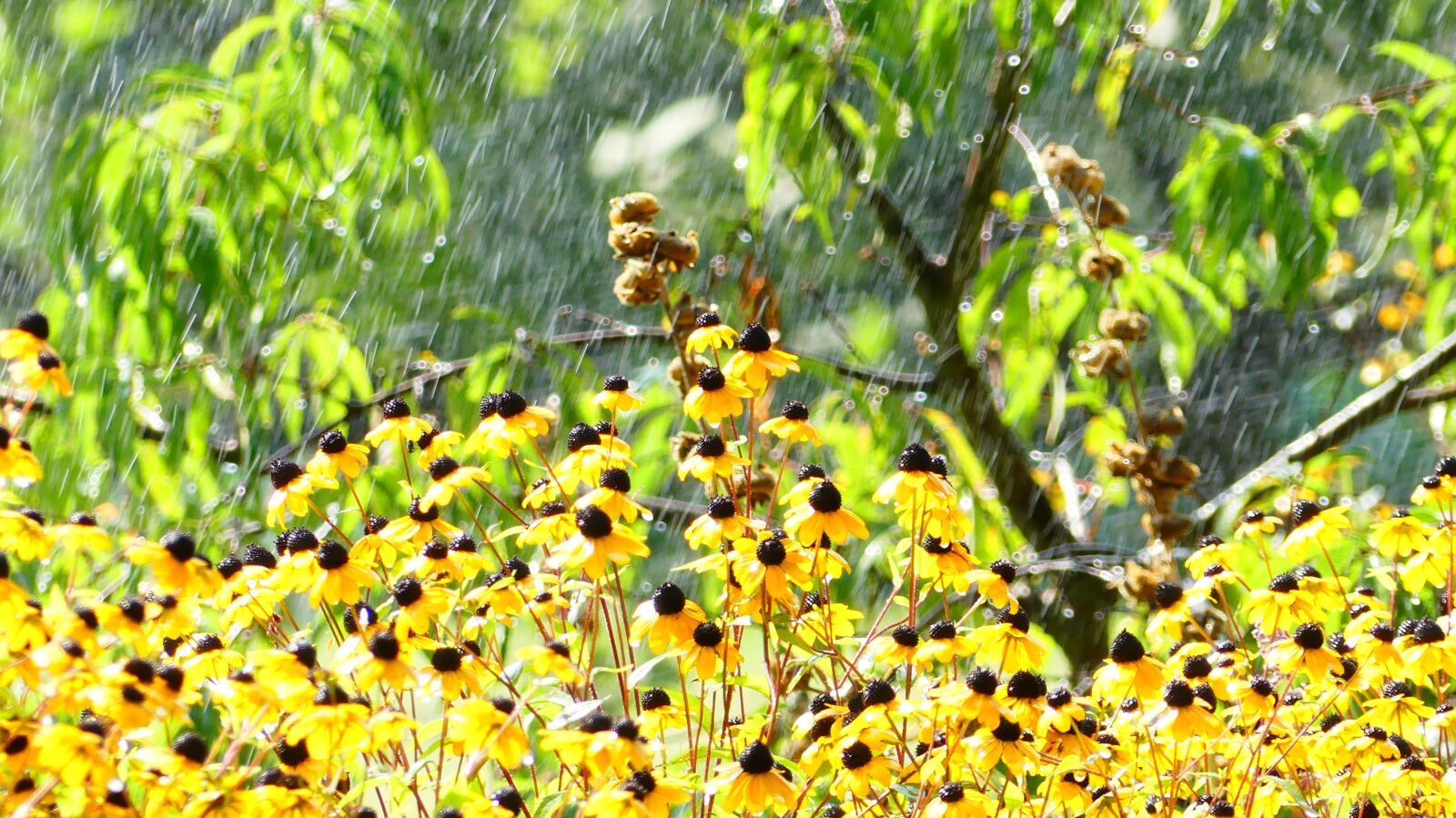 Panasonic Lumix DMC-FZ300 sample photo. Garden, rain, nature photography