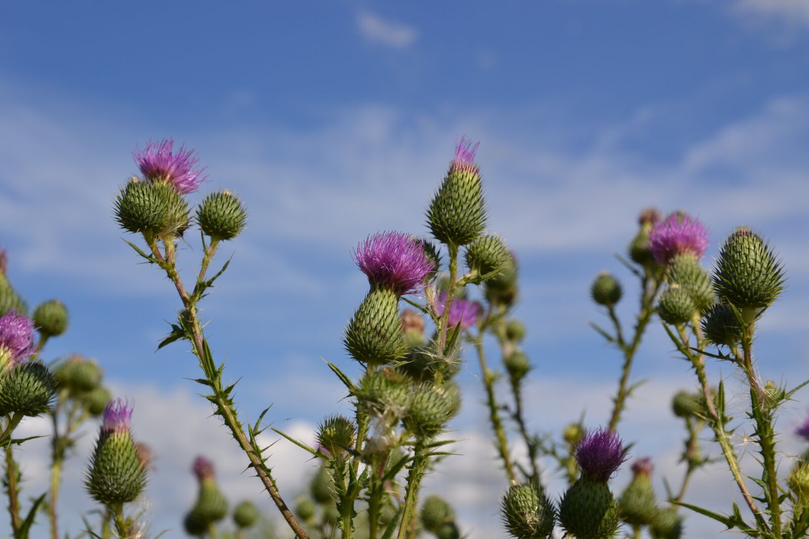 Nikon D3100 sample photo. Thistles, thistle flower, blossom photography