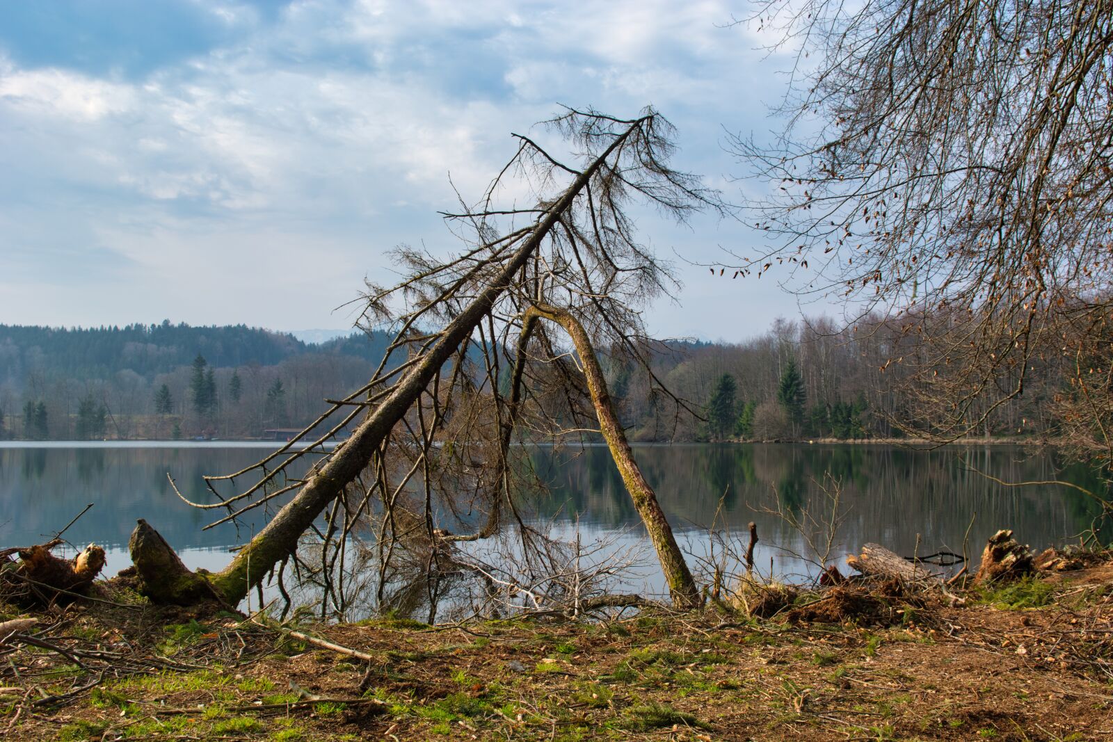 Nikon D7100 sample photo. Storm, tree, storm damage photography