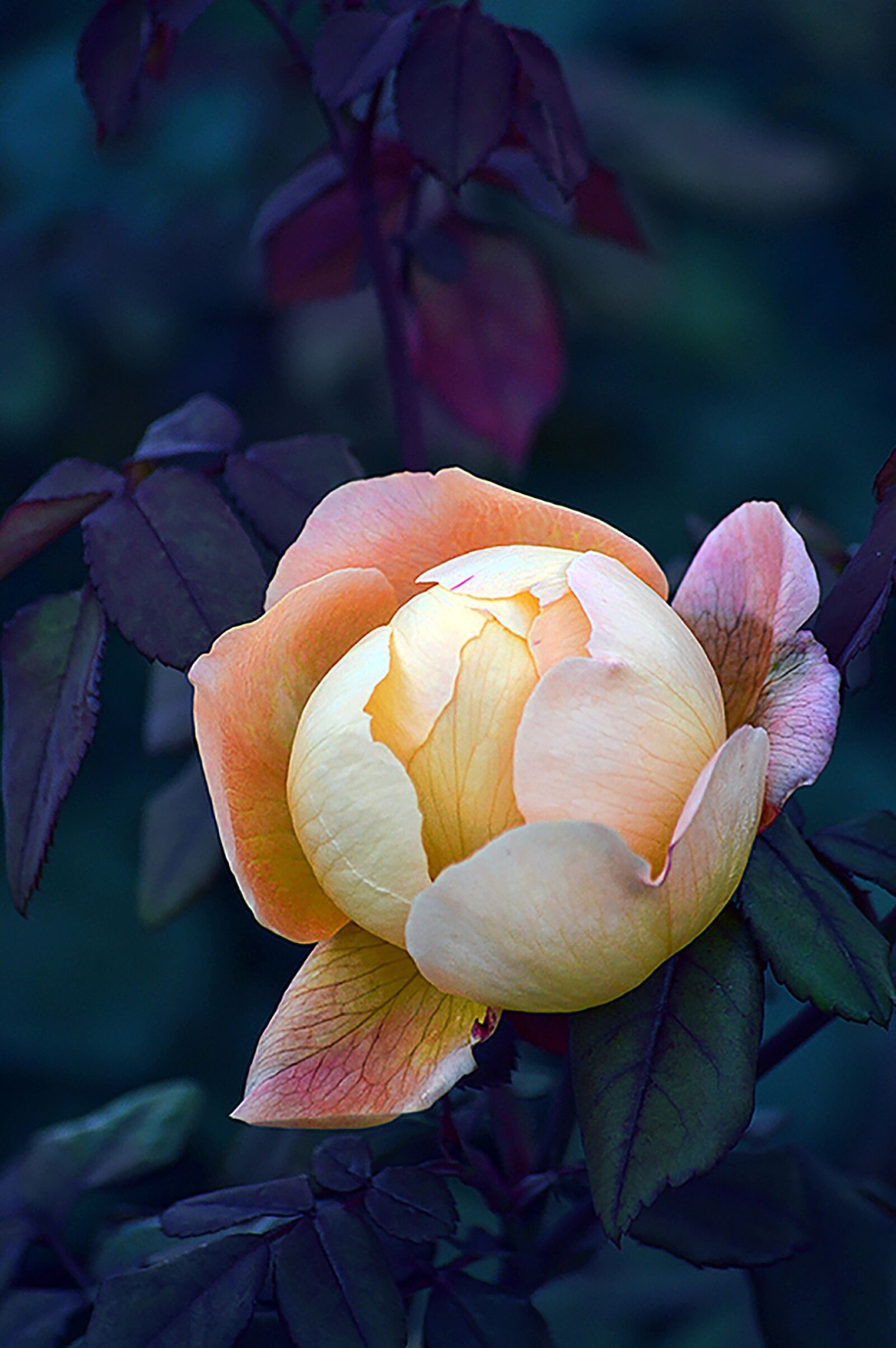 Nikon D3200 sample photo. Flower, flora, nature photography