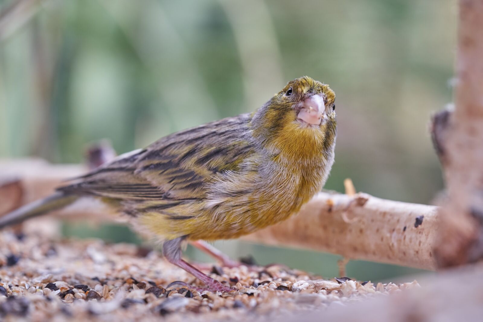Sony FE 90mm F2.8 Macro G OSS sample photo. Bird, vogelhuis, eat photography