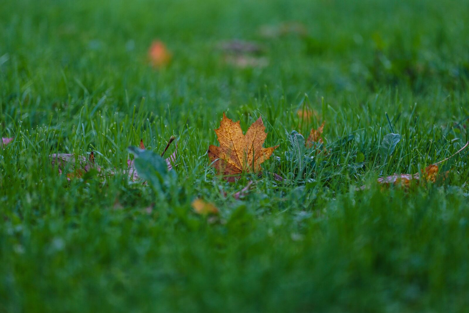 Canon EOS 6D + Canon EF 70-200mm F4L USM sample photo. Autumn, beauty, paint photography