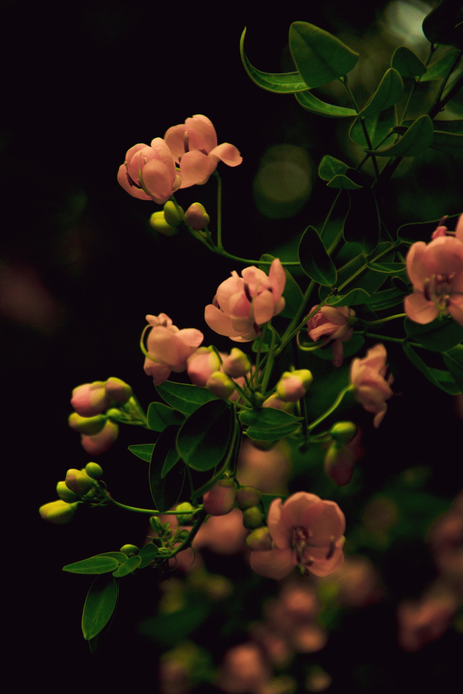 Canon EF-S 18-200mm F3.5-5.6 IS sample photo. Flower, southwest wealth big photography