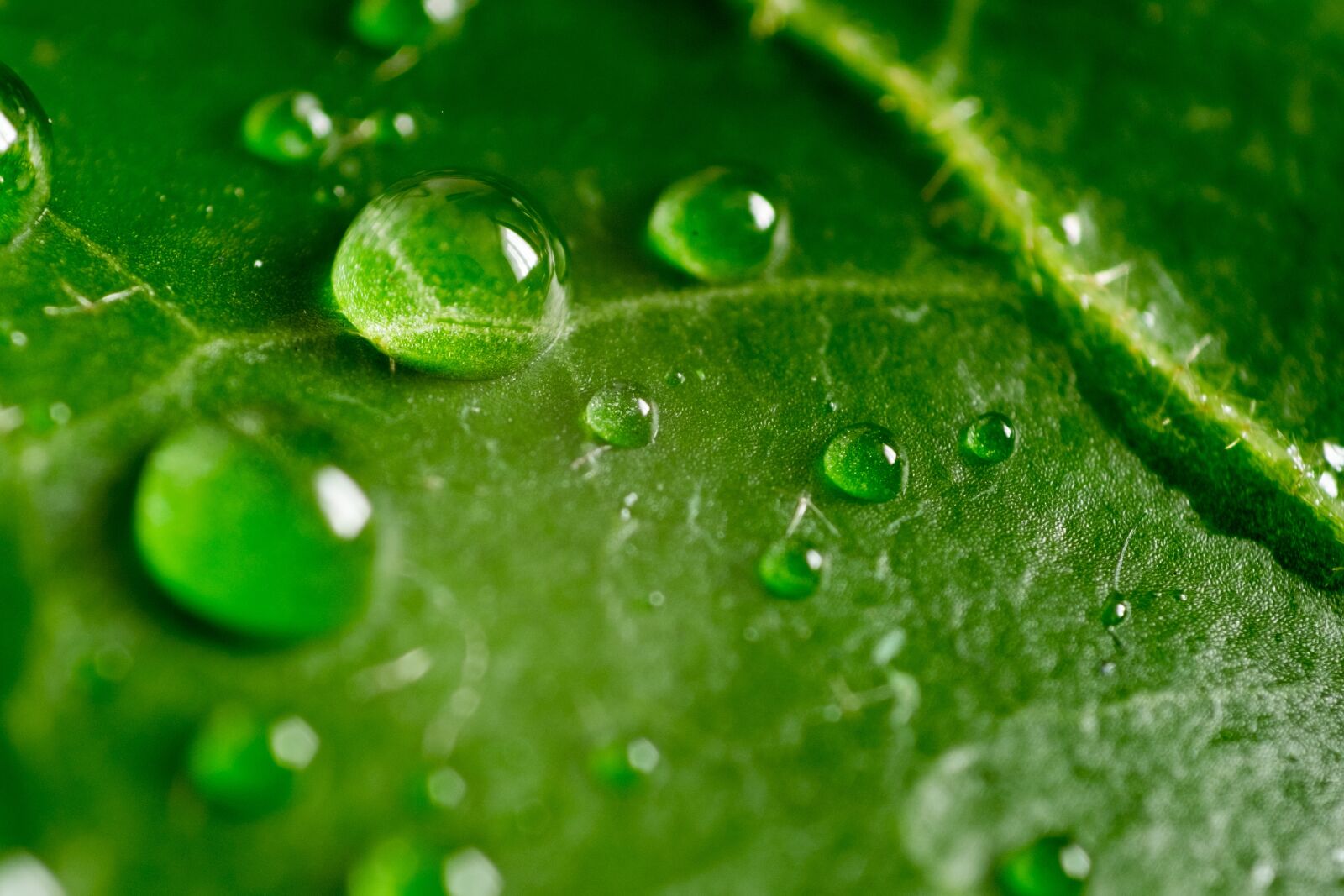 Fujifilm X-T10 sample photo. Leaf, green, macro photography