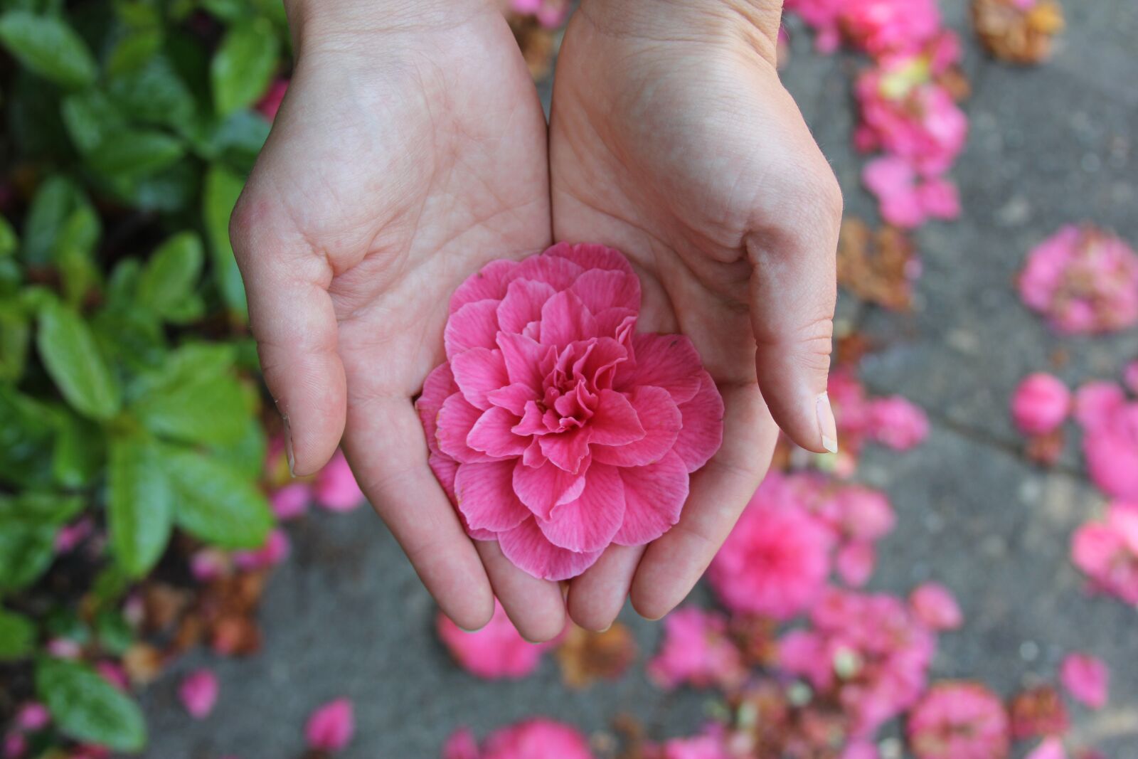Canon EOS 60D + Canon EF 28-135mm F3.5-5.6 IS USM sample photo. Flower, hands, romantic photography