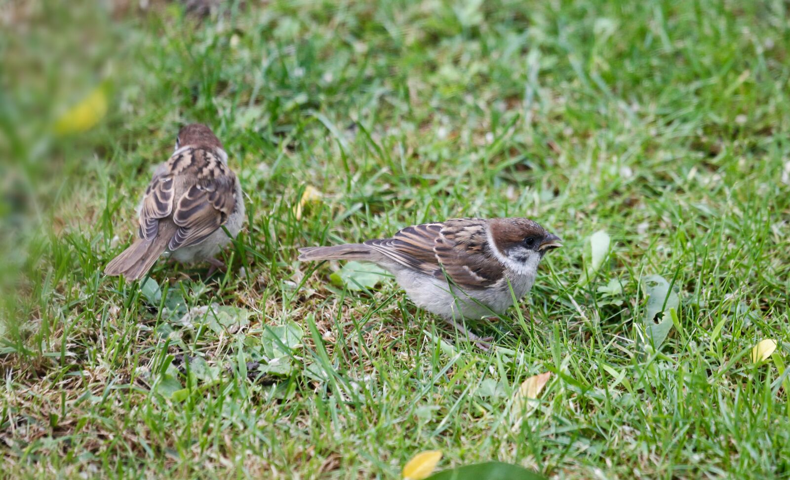 Canon EF 100-400mm F4.5-5.6L IS USM sample photo. Sparrow, sperling, young photography
