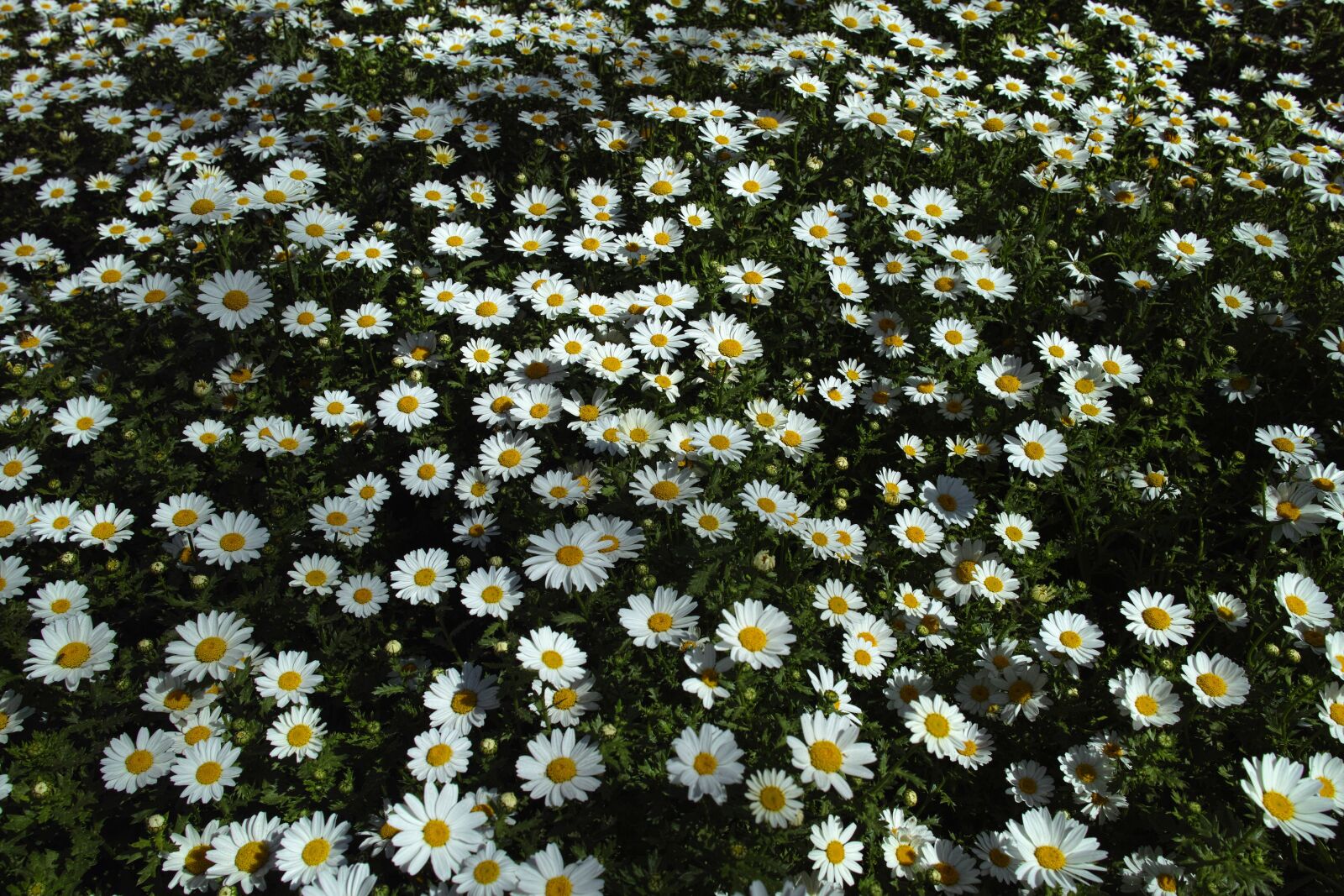 Sigma DP1 Merrill sample photo. Daisy, daisies, flower photography