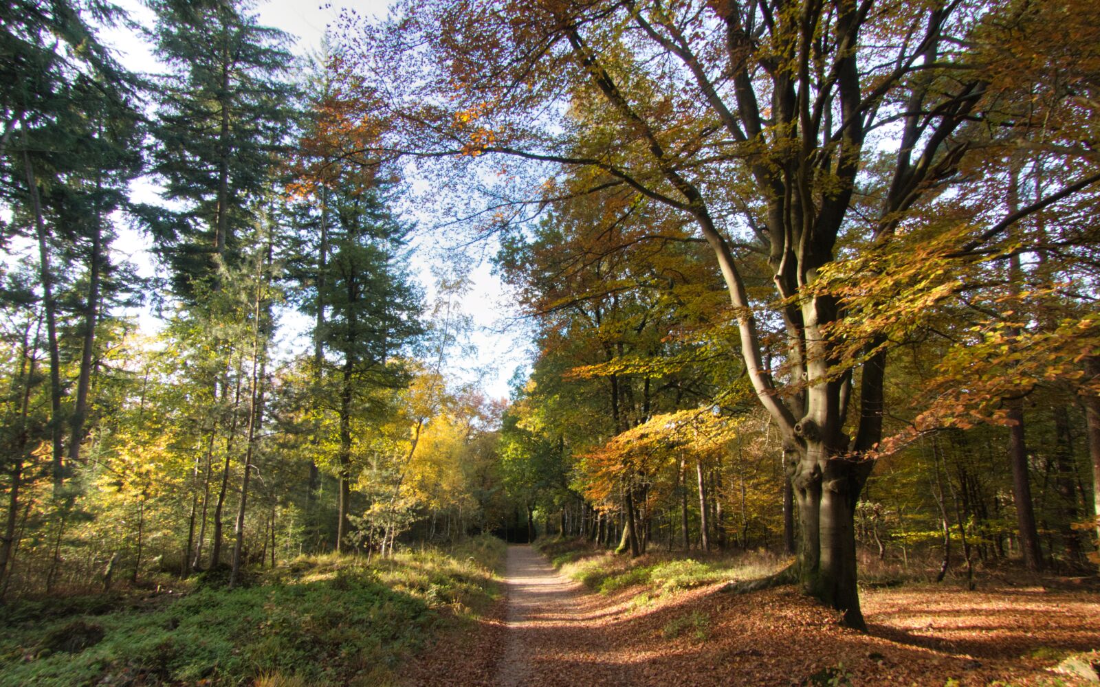 Panasonic Lumix DMC-FZ300 sample photo. Autumn forest, yellow, golden photography