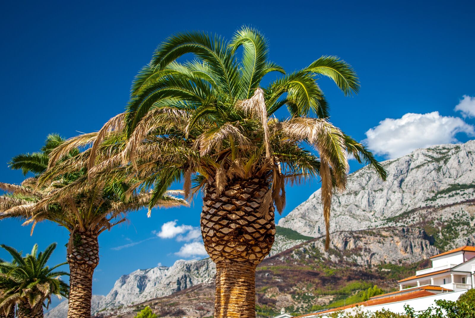 Nikon D60 sample photo. Palma, mountains, croatia photography