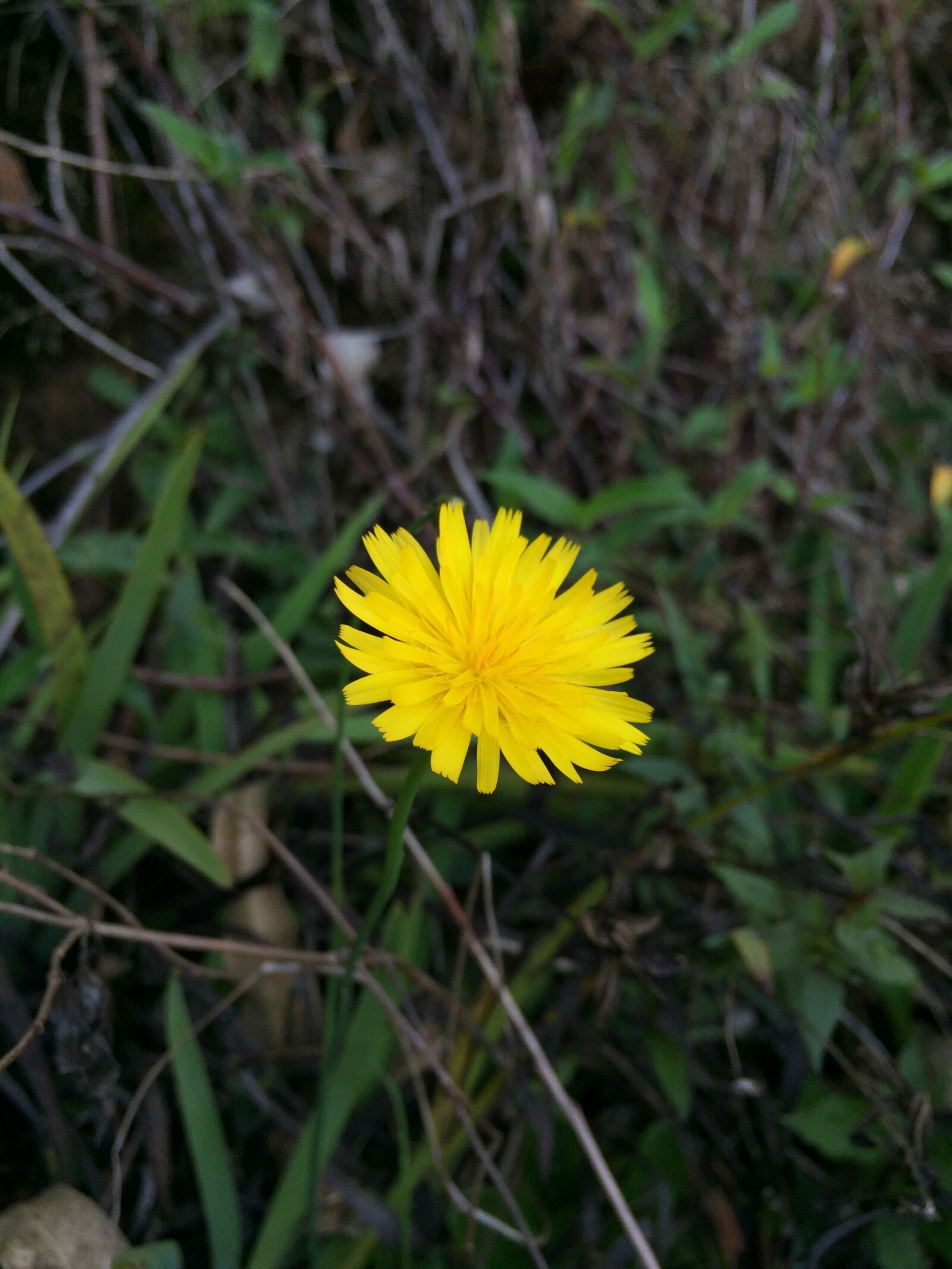 Apple iPhone 6 sample photo. Flower, natural, yellow flower photography