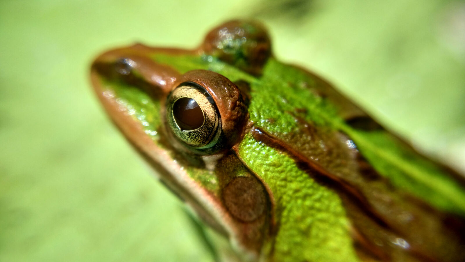 Xiaomi MI3 sample photo. Green, macro, frog, macro photography