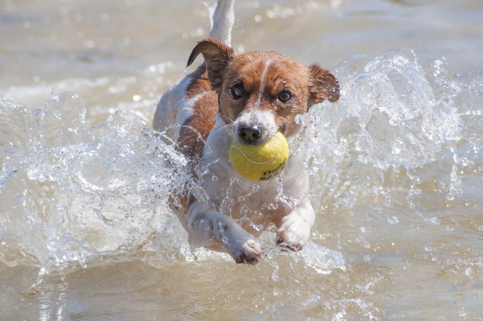 Nikon D90 sample photo. Dog, action, racing photography