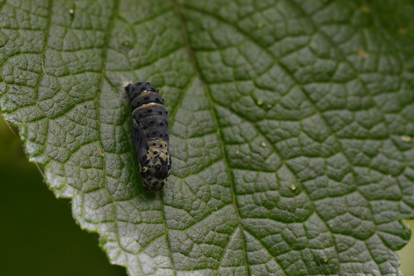 Nikon D3200 sample photo. Costa rica, plant, leaf photography