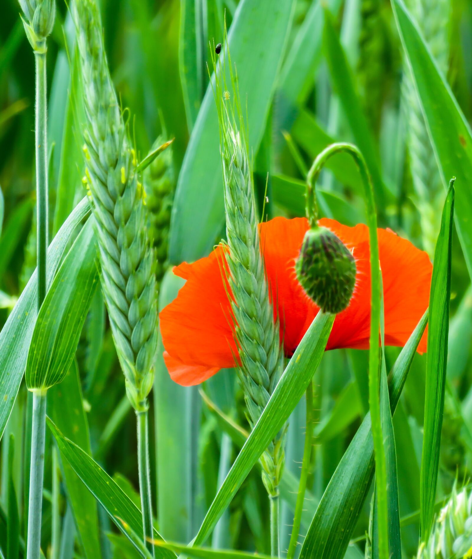 Canon PowerShot SX710 HS sample photo. Poppy, flower, blossom photography