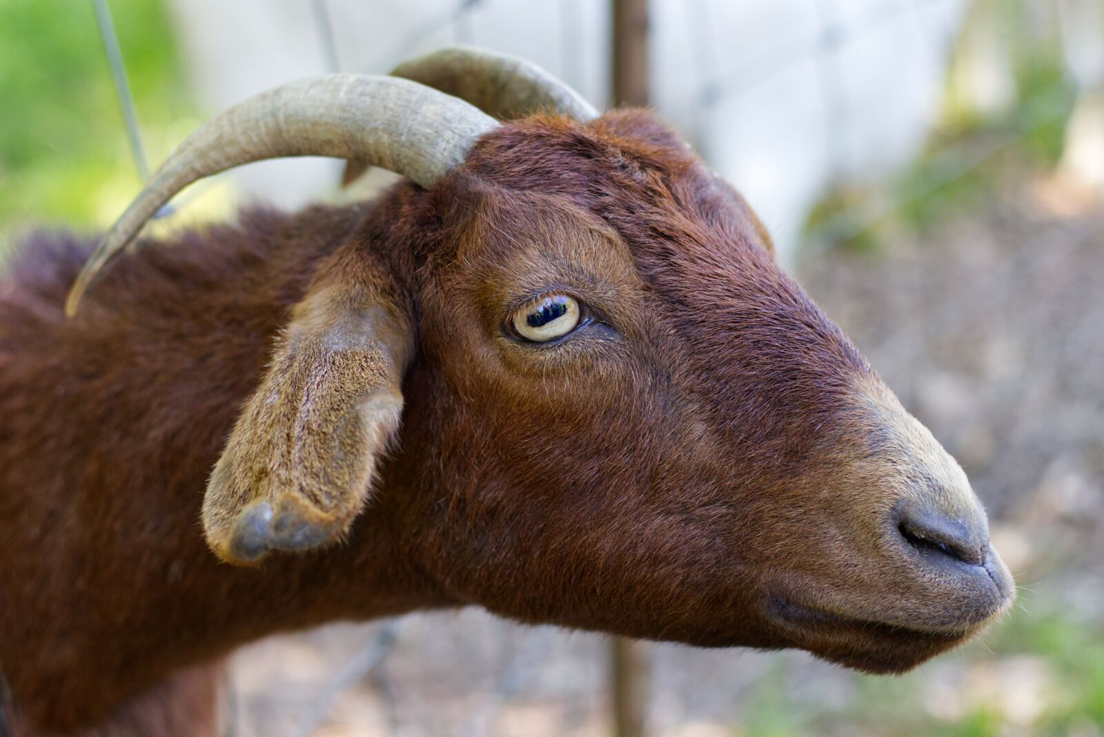 Canon EOS M50 (EOS Kiss M) + Canon EF 50mm F1.8 STM sample photo. Goat, brown, goats photography
