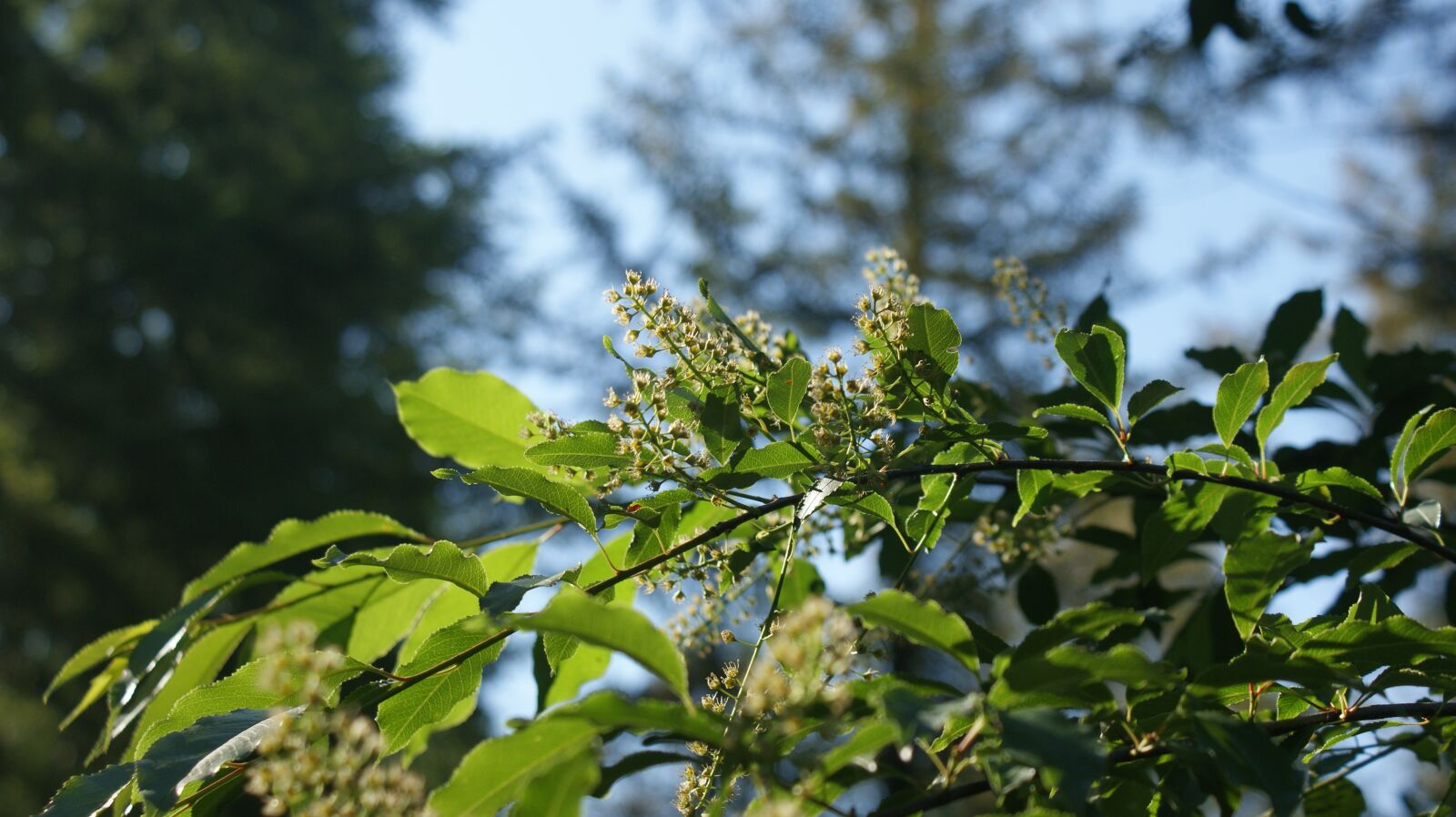 Sony Alpha DSLR-A350 sample photo. Branch, flowers, white photography