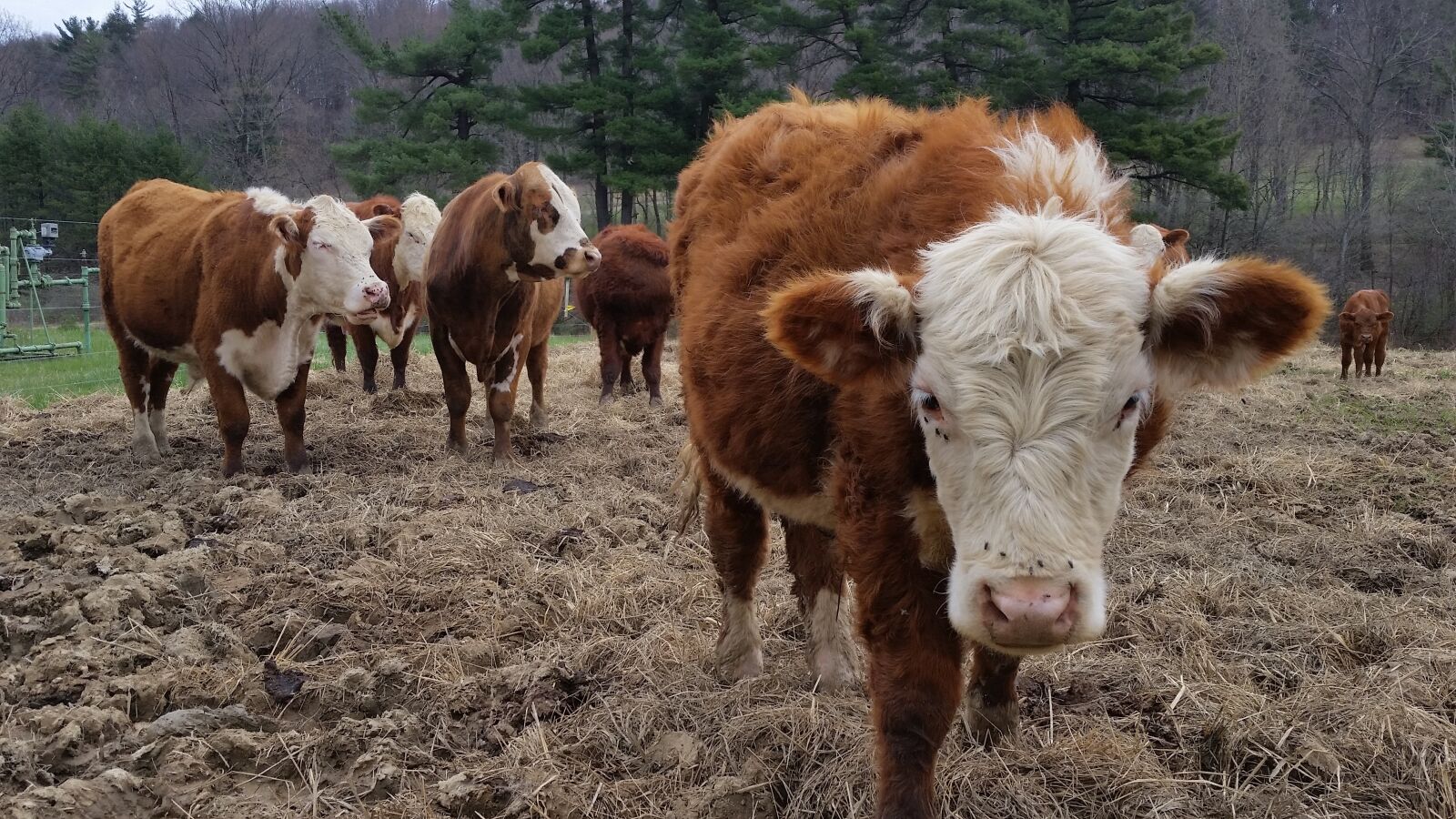 Samsung Galaxy S5 sample photo. Cow, cows, farm photography