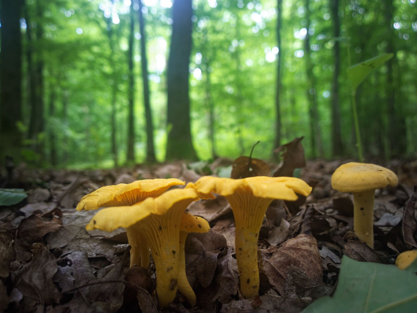Nokia Lumia 1020 sample photo. Mushroom, yellow, forest photography