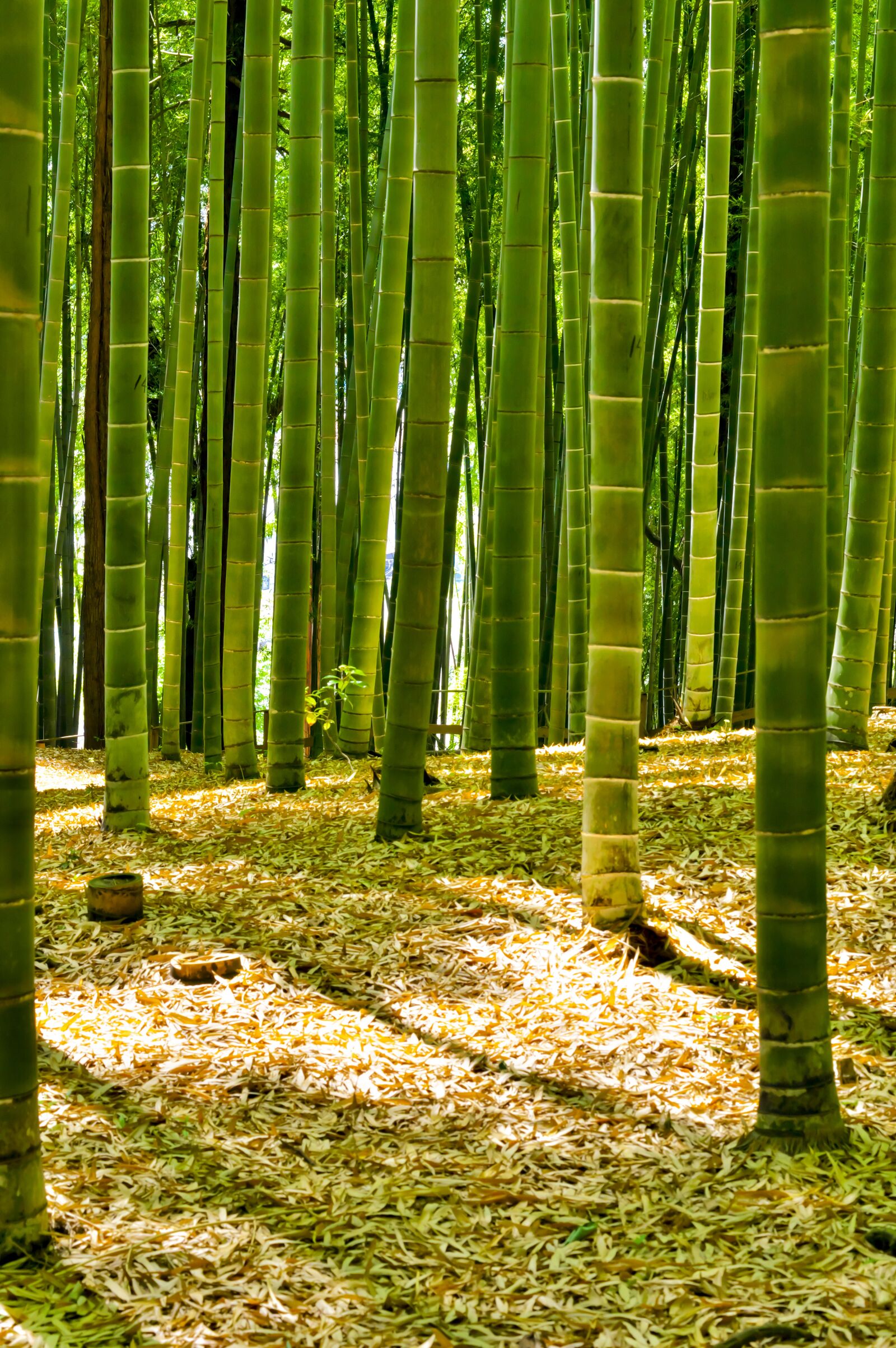 Pentax K-3 sample photo. Japan, bamboo forest, bamboo photography