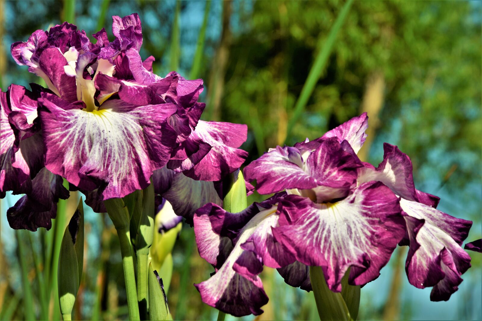 Nikon D7100 sample photo. Flowers, iris, bloom photography
