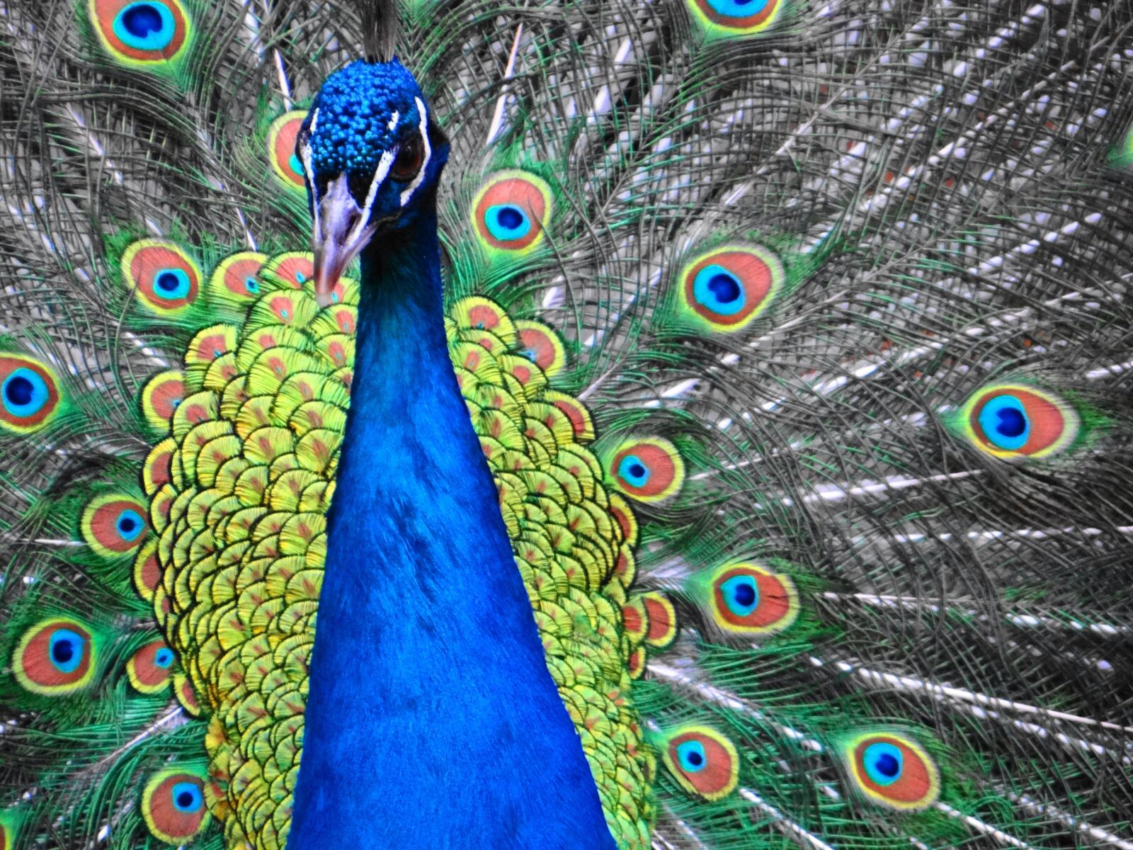 Sony Cyber-shot DSC-HX100V sample photo. Peacock, wild, animal photography