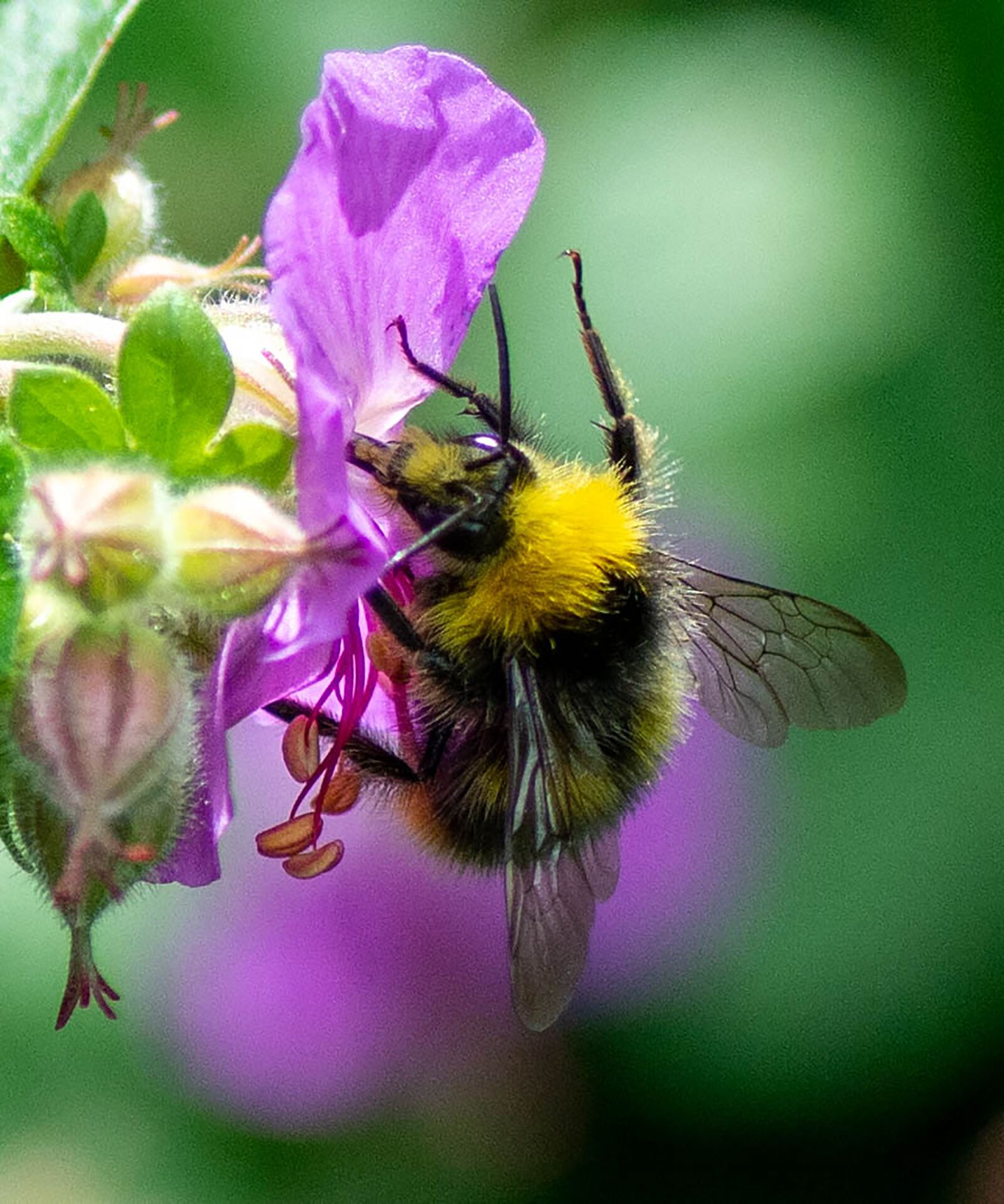 Tamron SP 90mm F2.8 Di VC USD 1:1 Macro sample photo. Bees, nature, flowers photography