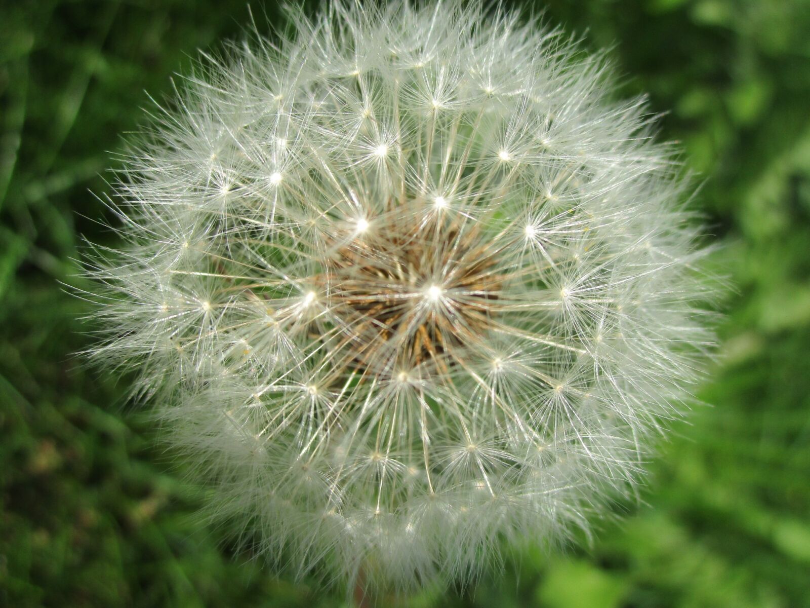 Canon IXUS 190 sample photo. Dandelion, seeds, white photography