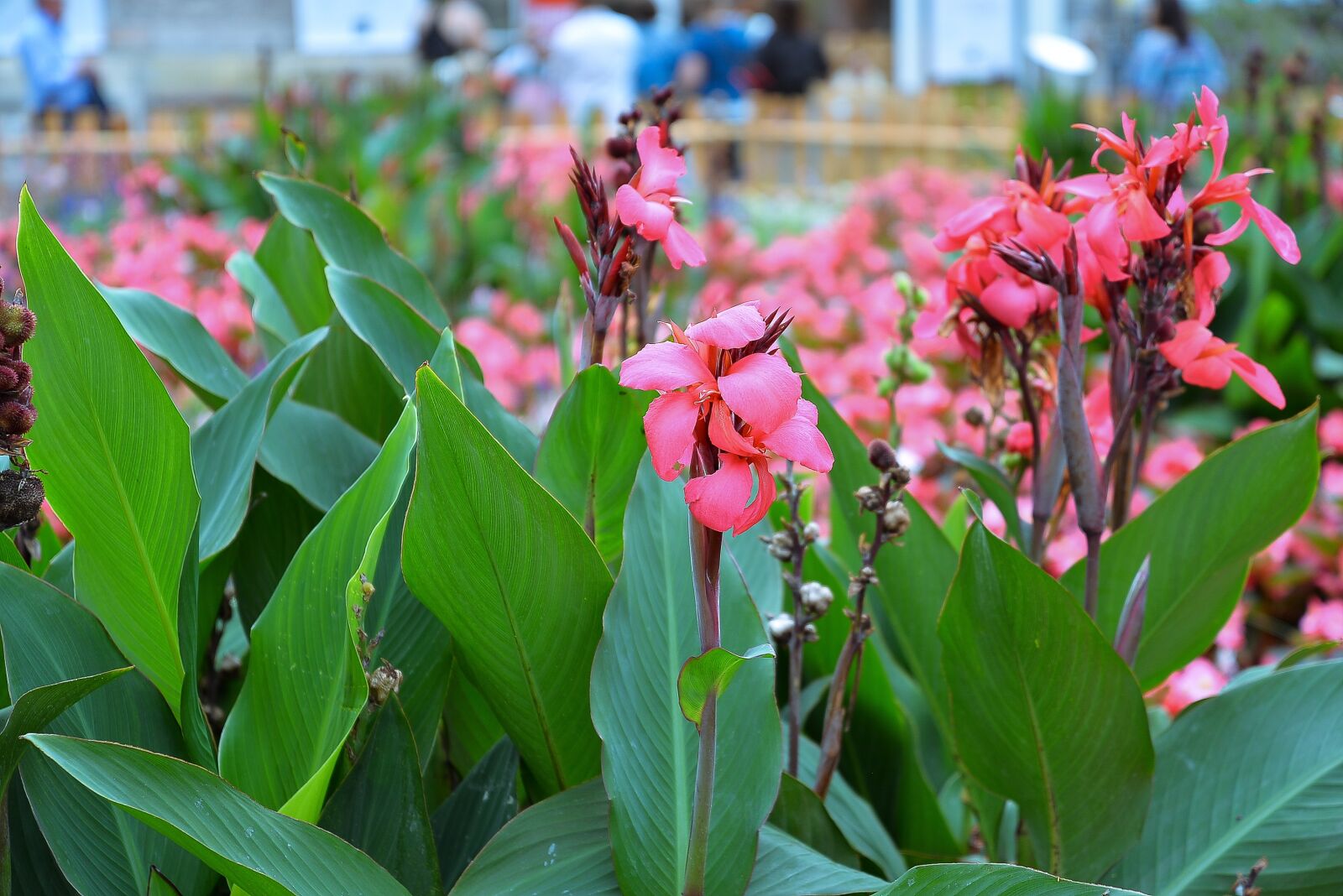 Nikon D610 sample photo. Flowers, blossom, bloom photography
