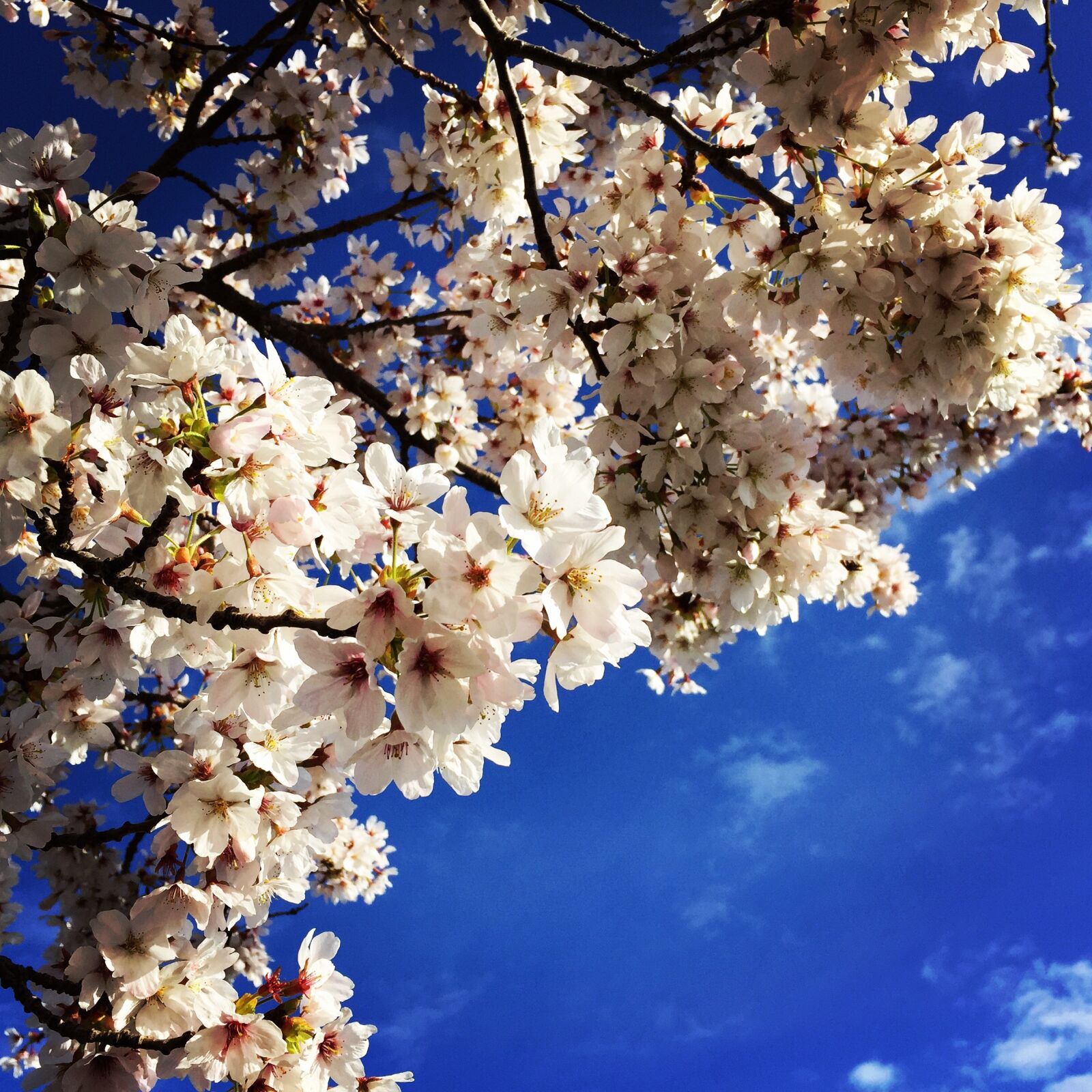 Apple iPhone 6 sample photo. Cherry blossom, spring, freshness photography