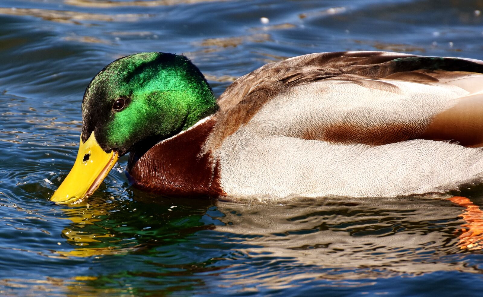 Nikon D7200 sample photo. Duck, water bird, drake photography