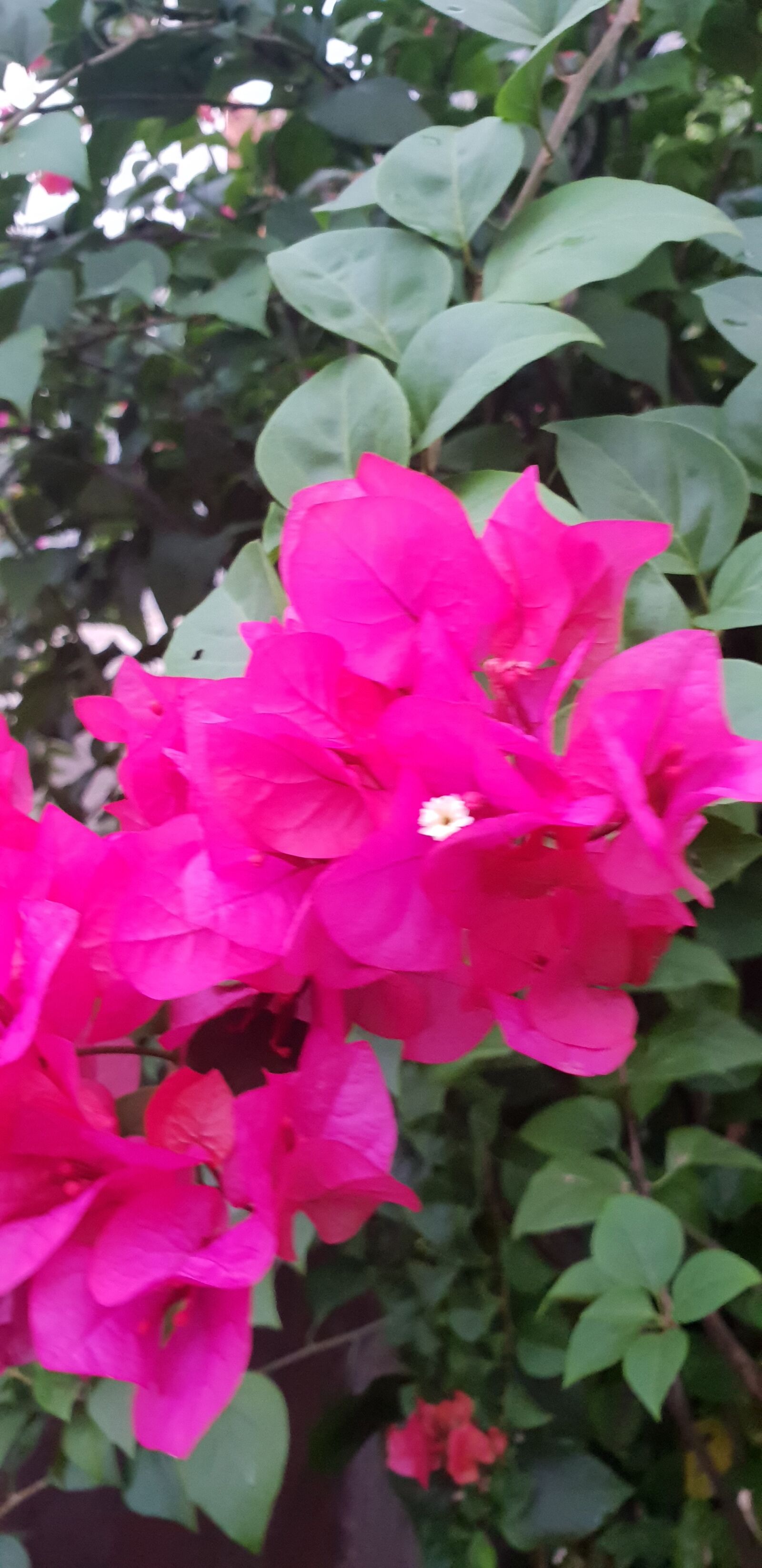 Samsung Galaxy S9+ sample photo. Pink, red, cute photography