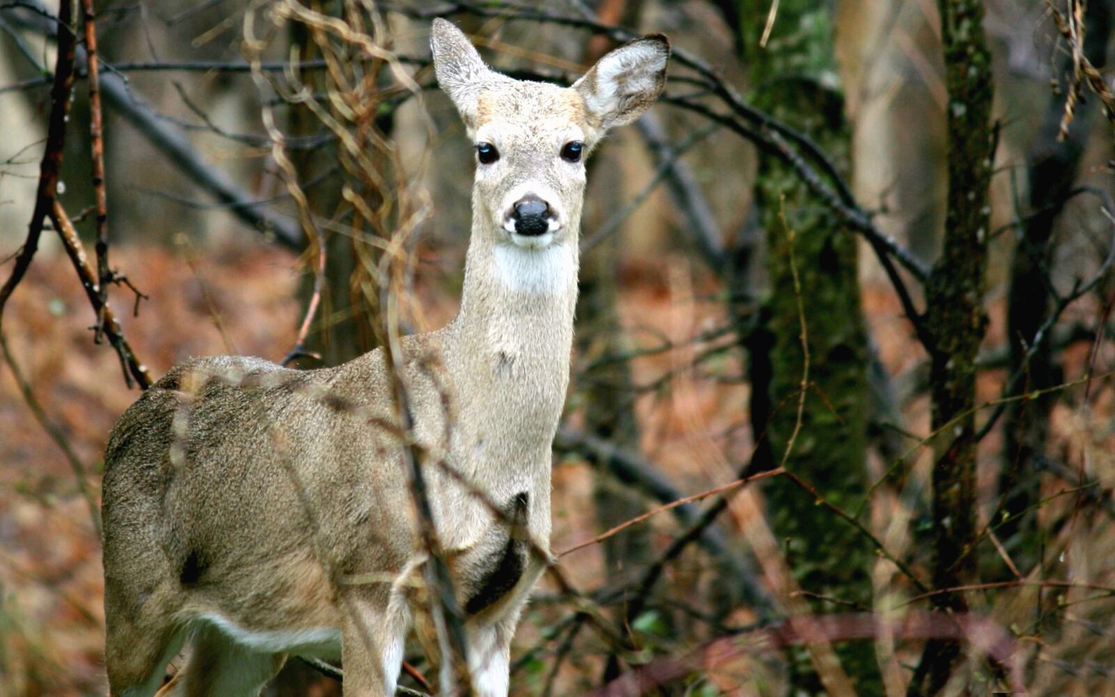 Canon EOS 400D (EOS Digital Rebel XTi / EOS Kiss Digital X) sample photo. Doe, deer, animals, forest photography