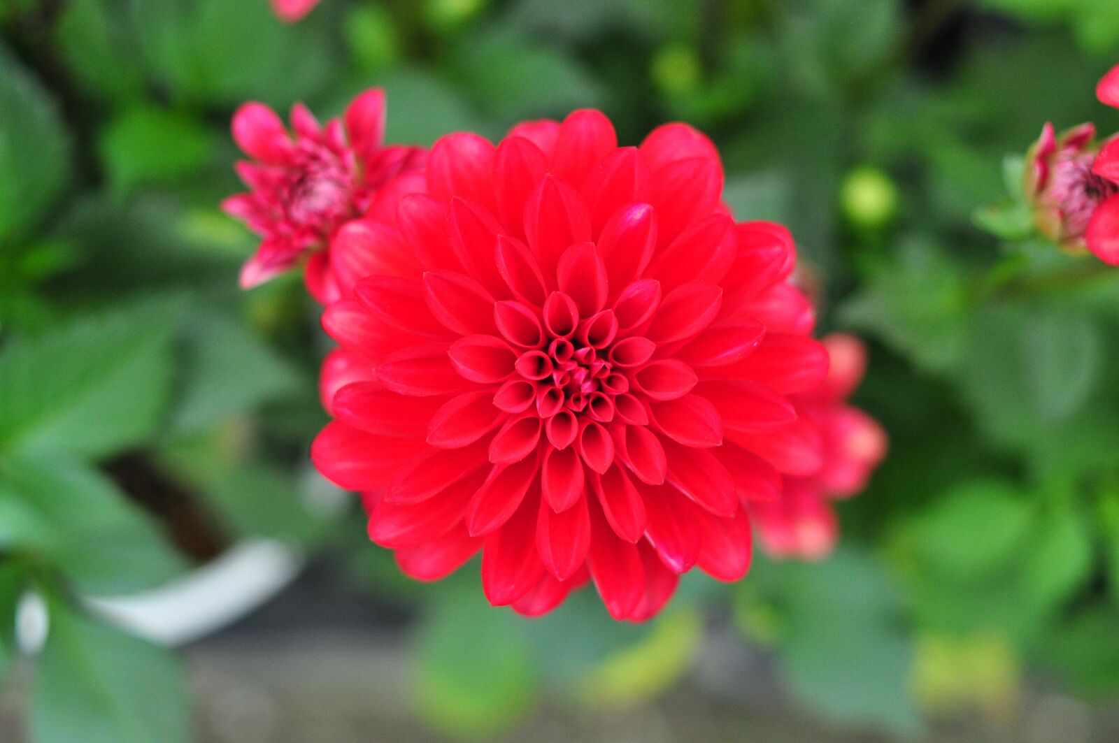 Nikon D90 sample photo. Spring, flowers, nature photography