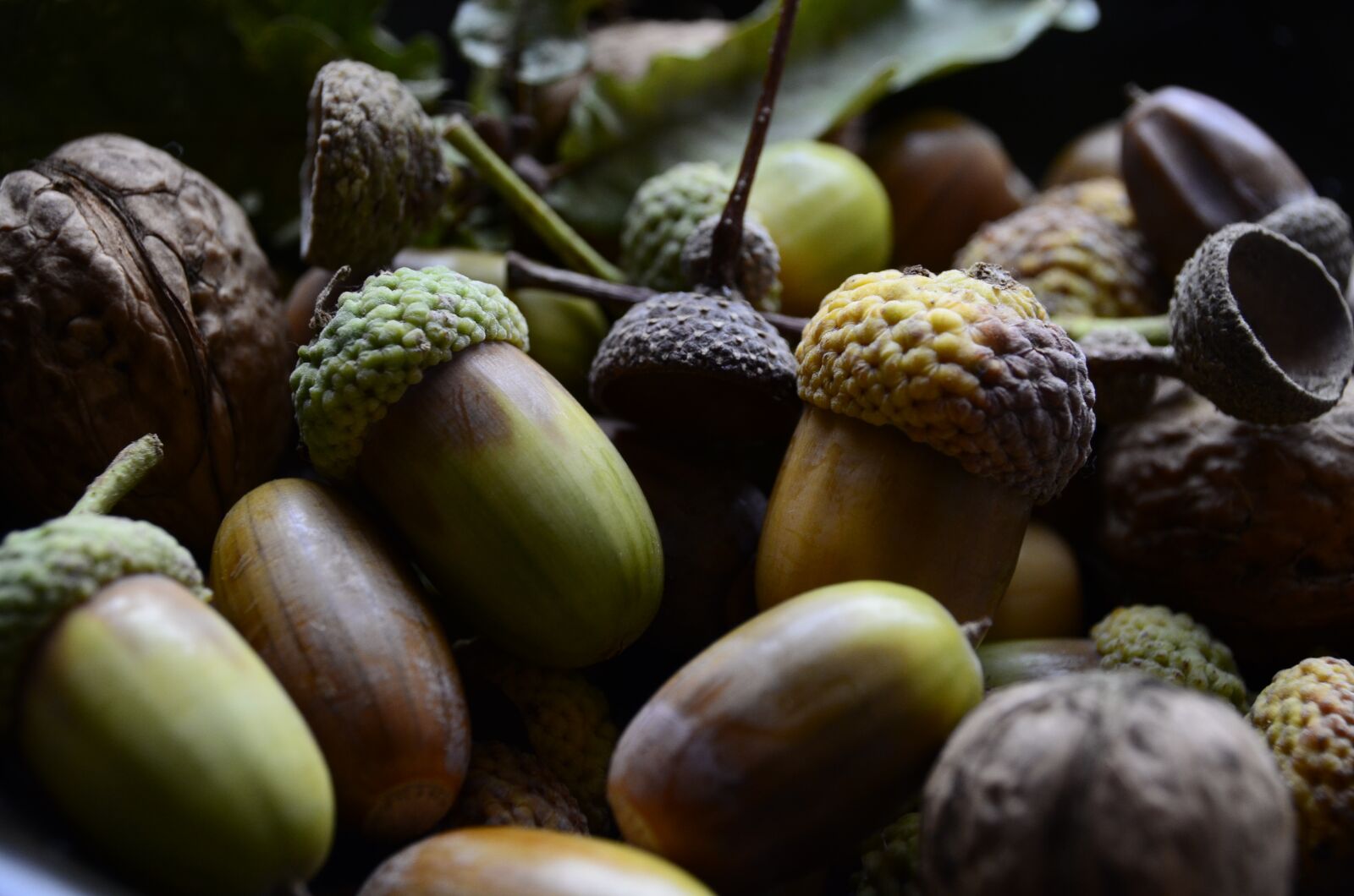 Nikon D5100 sample photo. Autumn, acorn, nature photography