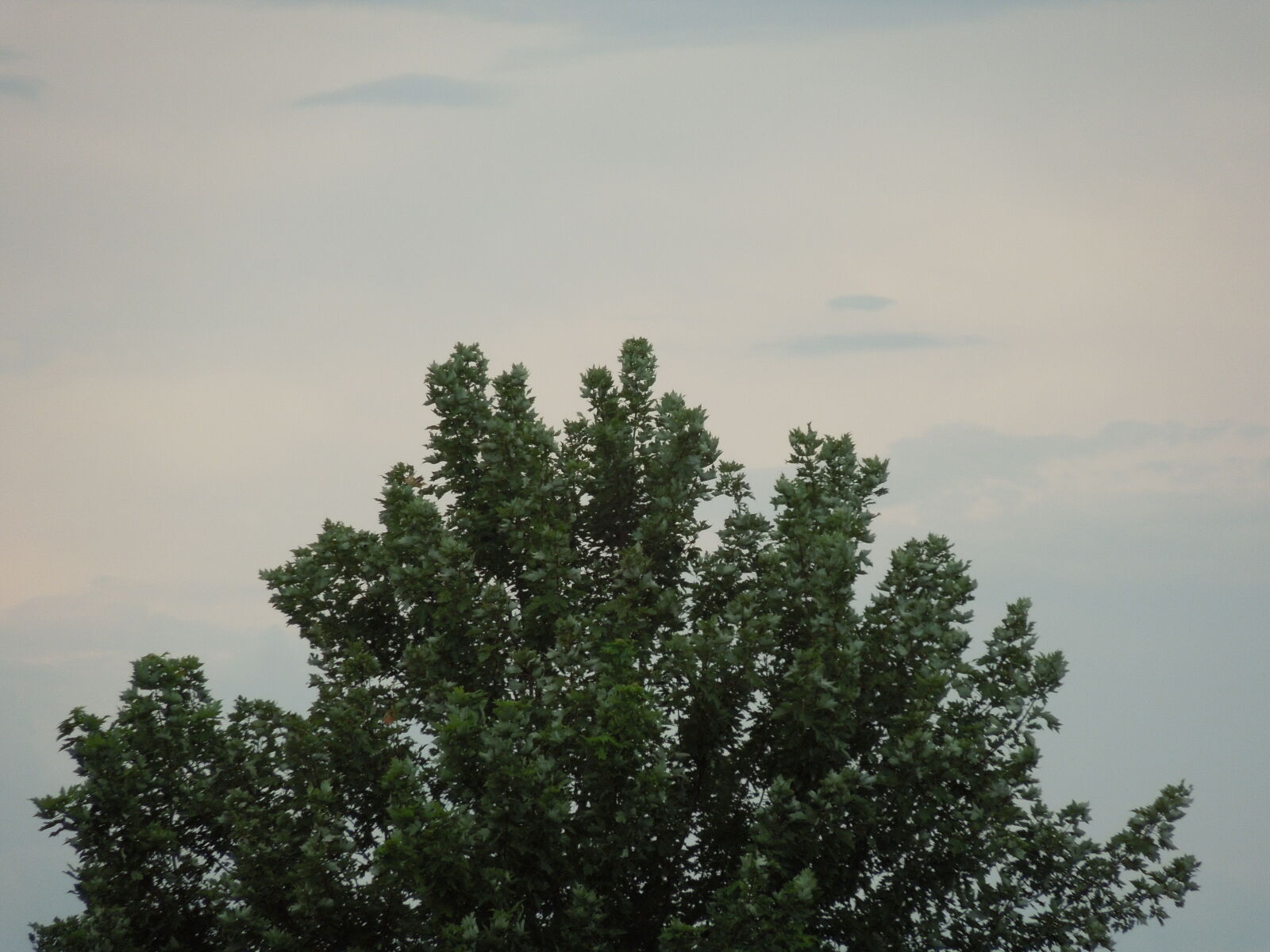 Nikon Coolpix S8200 sample photo