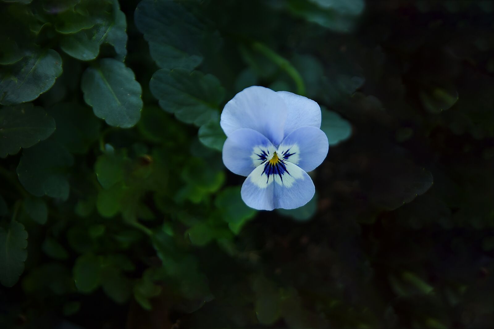 Nikon D750 sample photo. Flower, flora, nature photography
