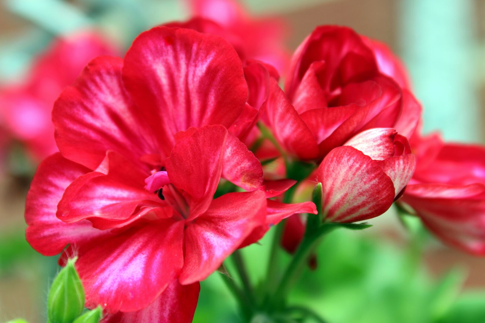 Canon EOS 1300D (EOS Rebel T6 / EOS Kiss X80) sample photo. Geranium, flower, blossom photography