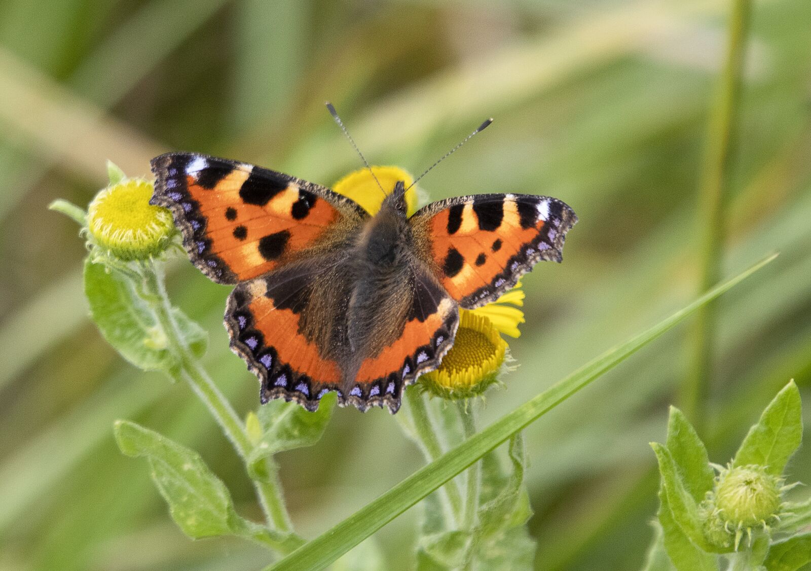 Sigma 100-400mm F5-6.3 DG OS HSM sample photo. Small-tortoiseshell, butterfly, insect photography