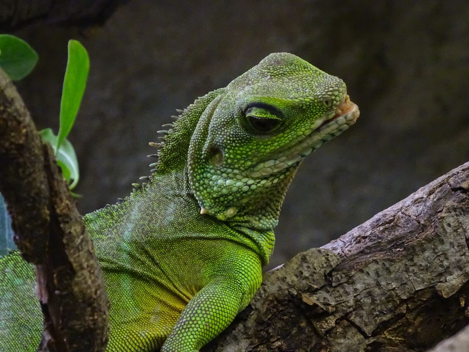 Sony Cyber-shot DSC-HX400V sample photo. Lizard, terrarium animals, green photography